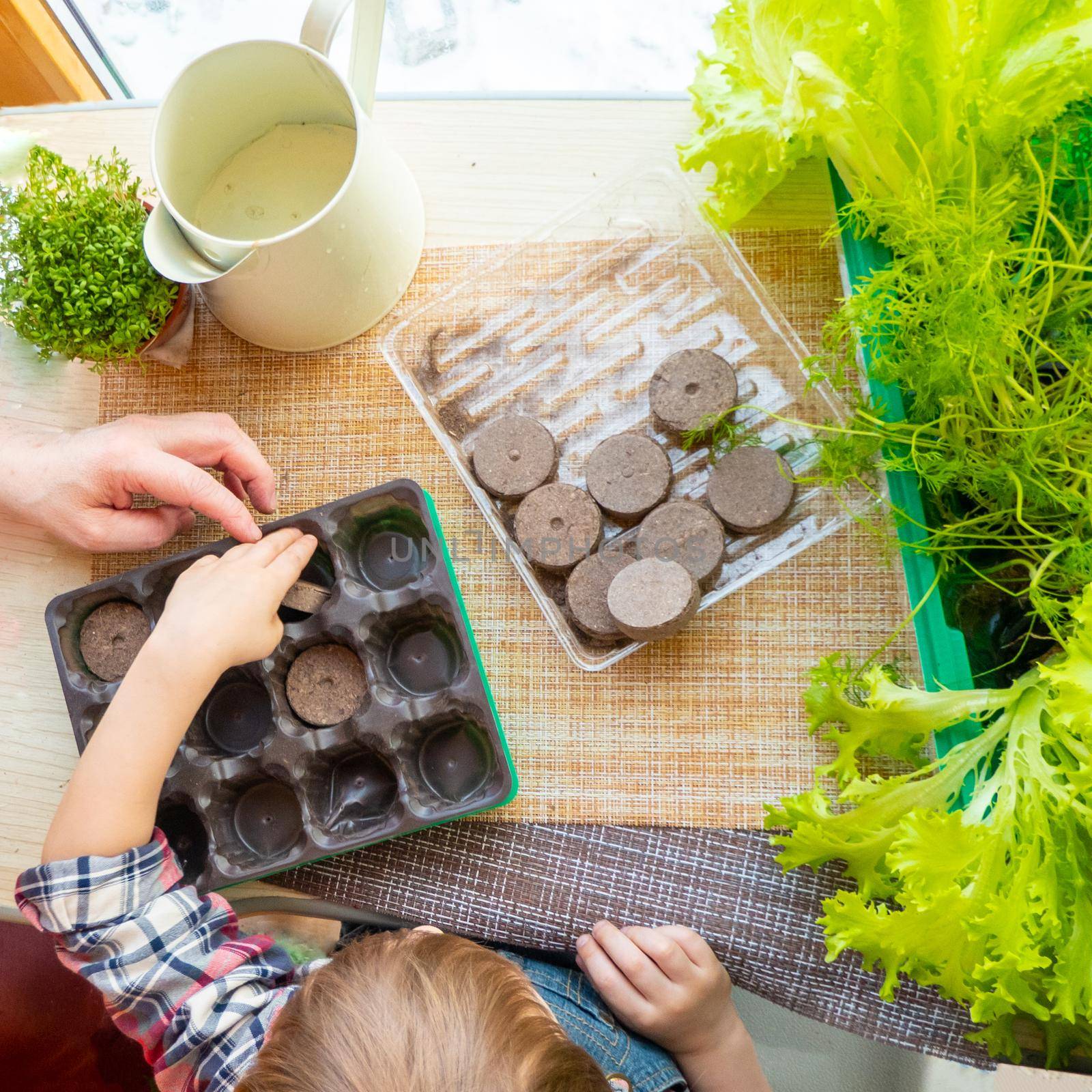 family hobby and time together: home garden care. Planting seed in peat pots and peat tablets. baby plays with seeds, tools and soil are ready for planting. Growing seedlings for gardening.