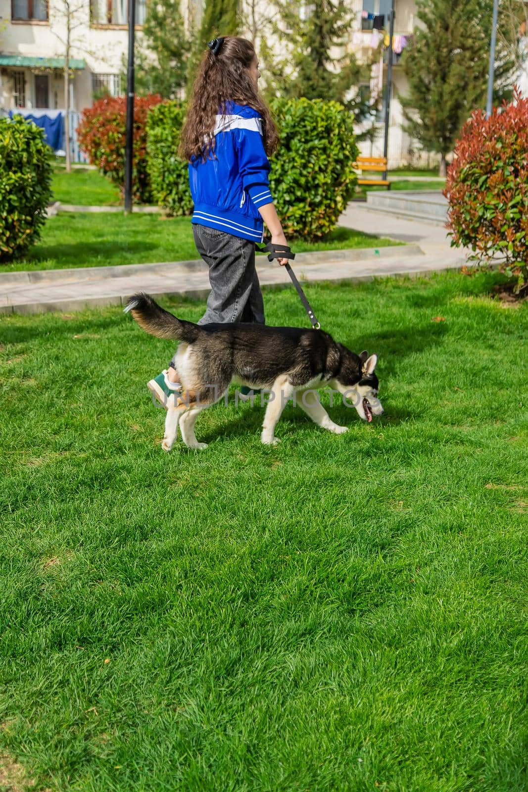 The owner walks with a husky dog. Selective focus. Animal.