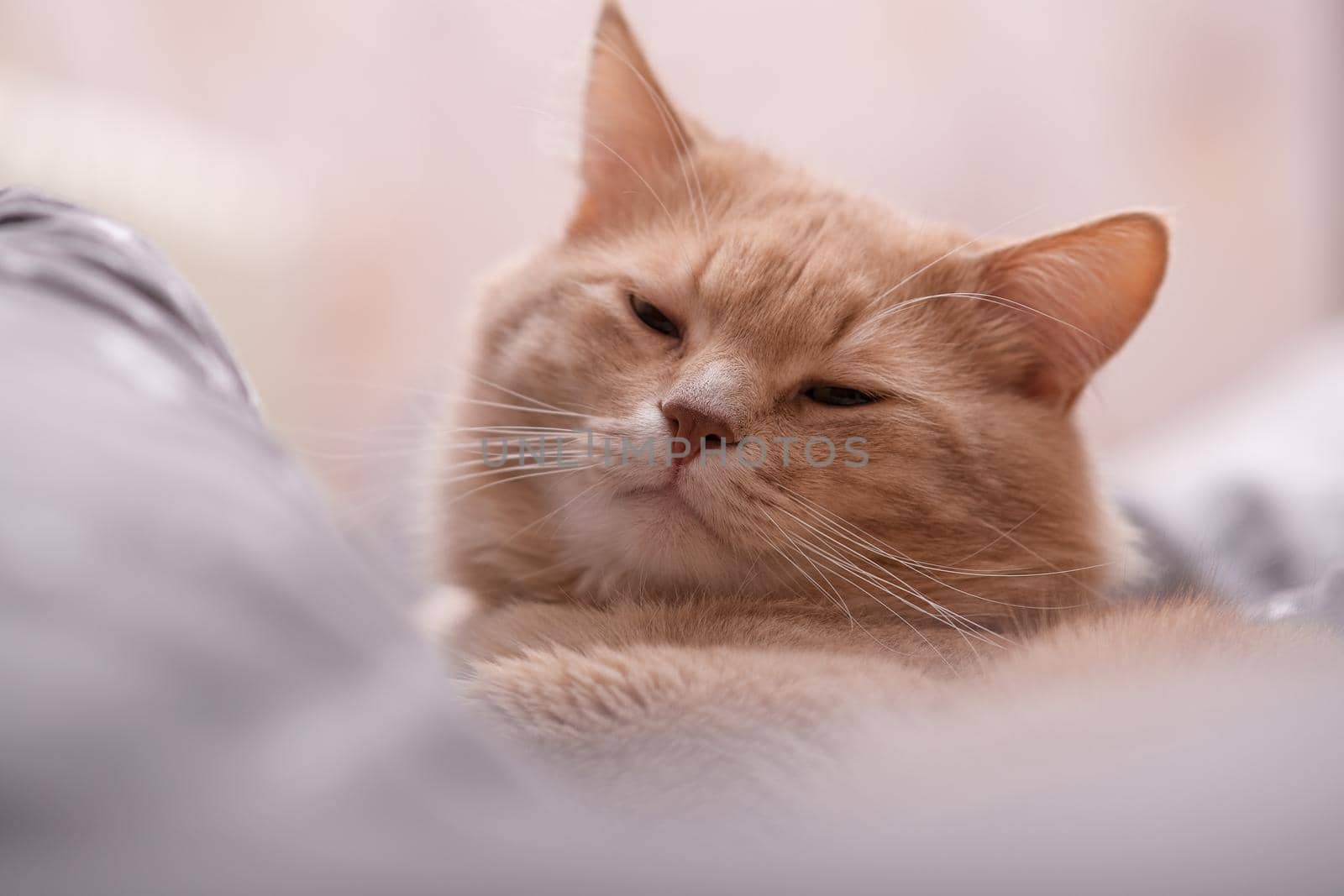 Fluffy ginger cat on a gray bedspread. Long-haired cat in the crib. Molting cats