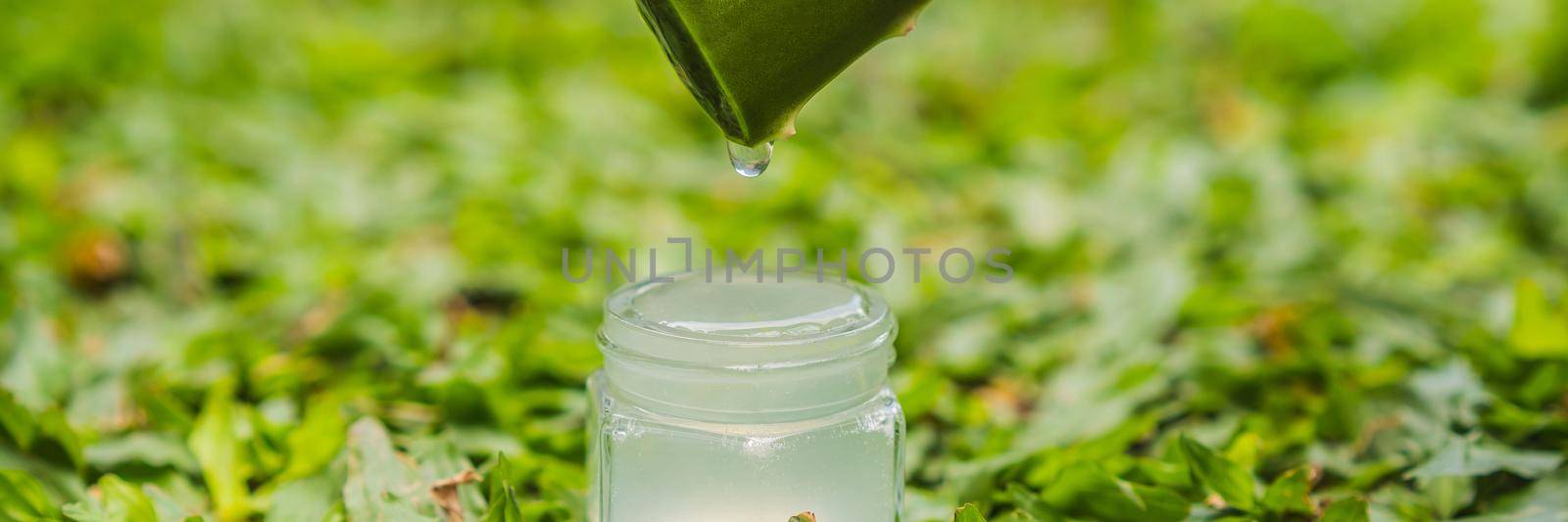 Transparent essence from aloe vera plant drips from leaves BANNER, LONG FORMAT by galitskaya
