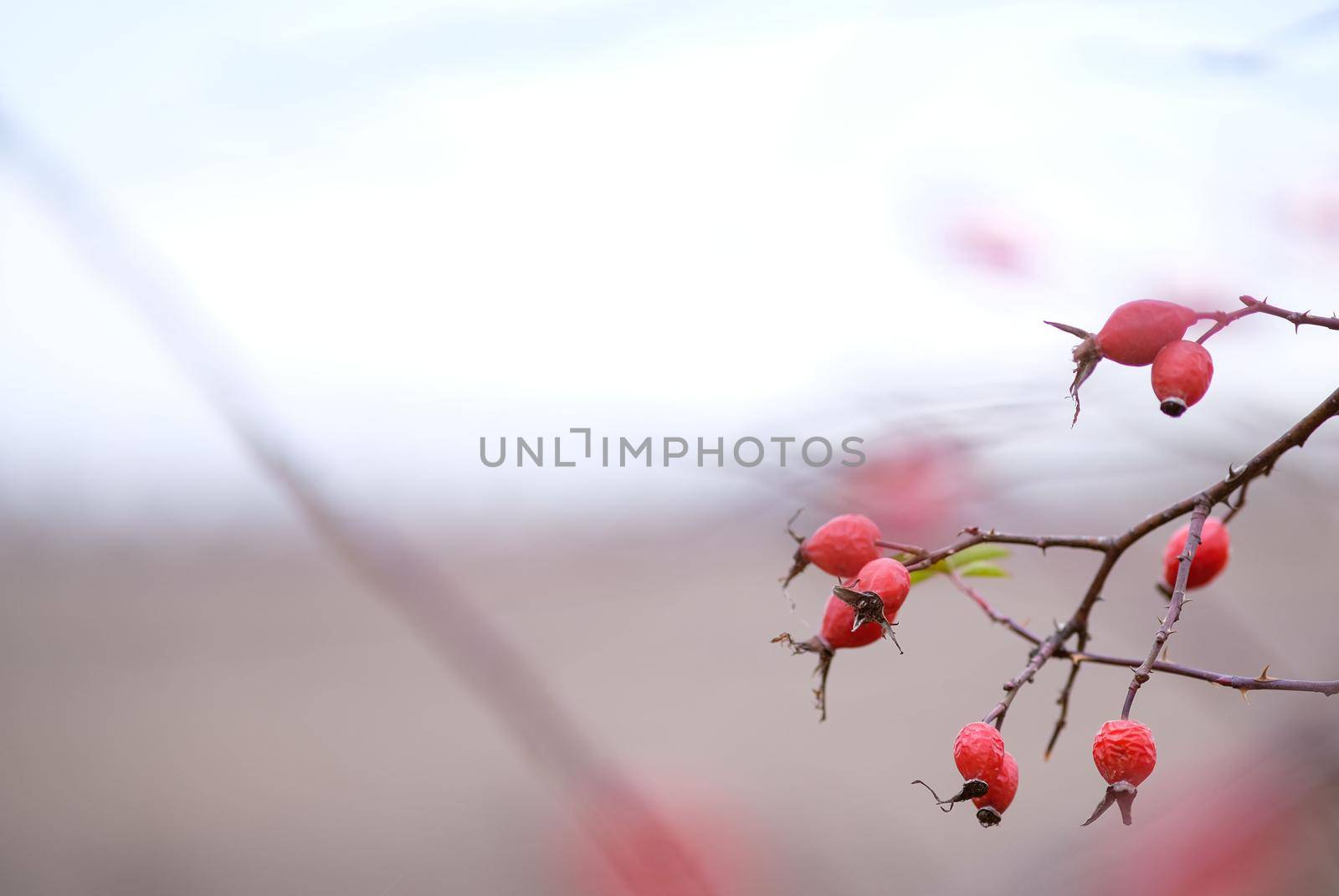 Rosehip in late autumn in the field. Rosehip branch in cold weather.