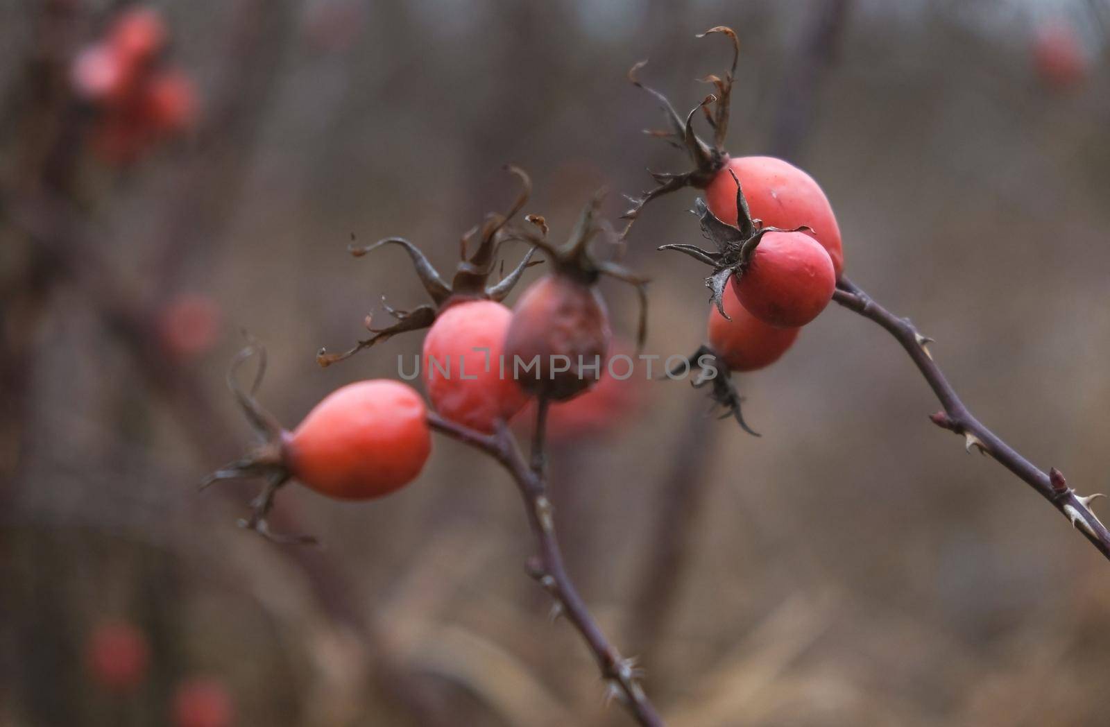 Rosehip in late autumn in the field. Rosehip branch in cold weather.