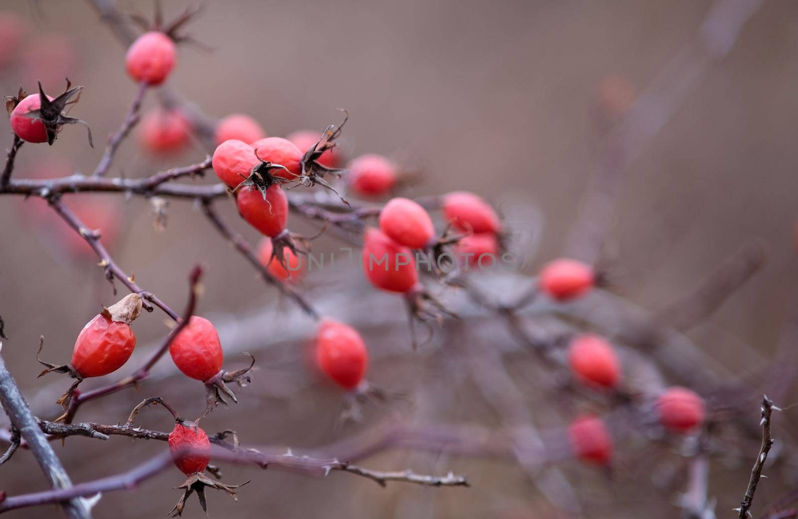 Rosehip in late autumn in the field. Rosehip branch in cold weather.