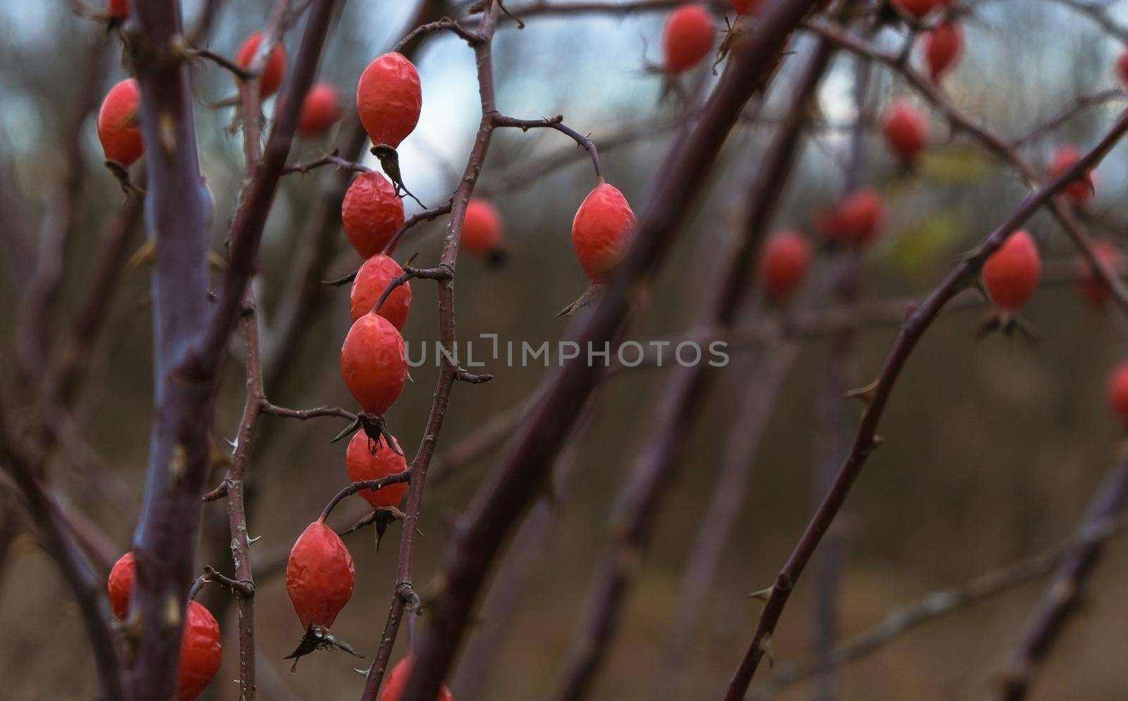 Rosehip in late autumn in the field. by N_Design