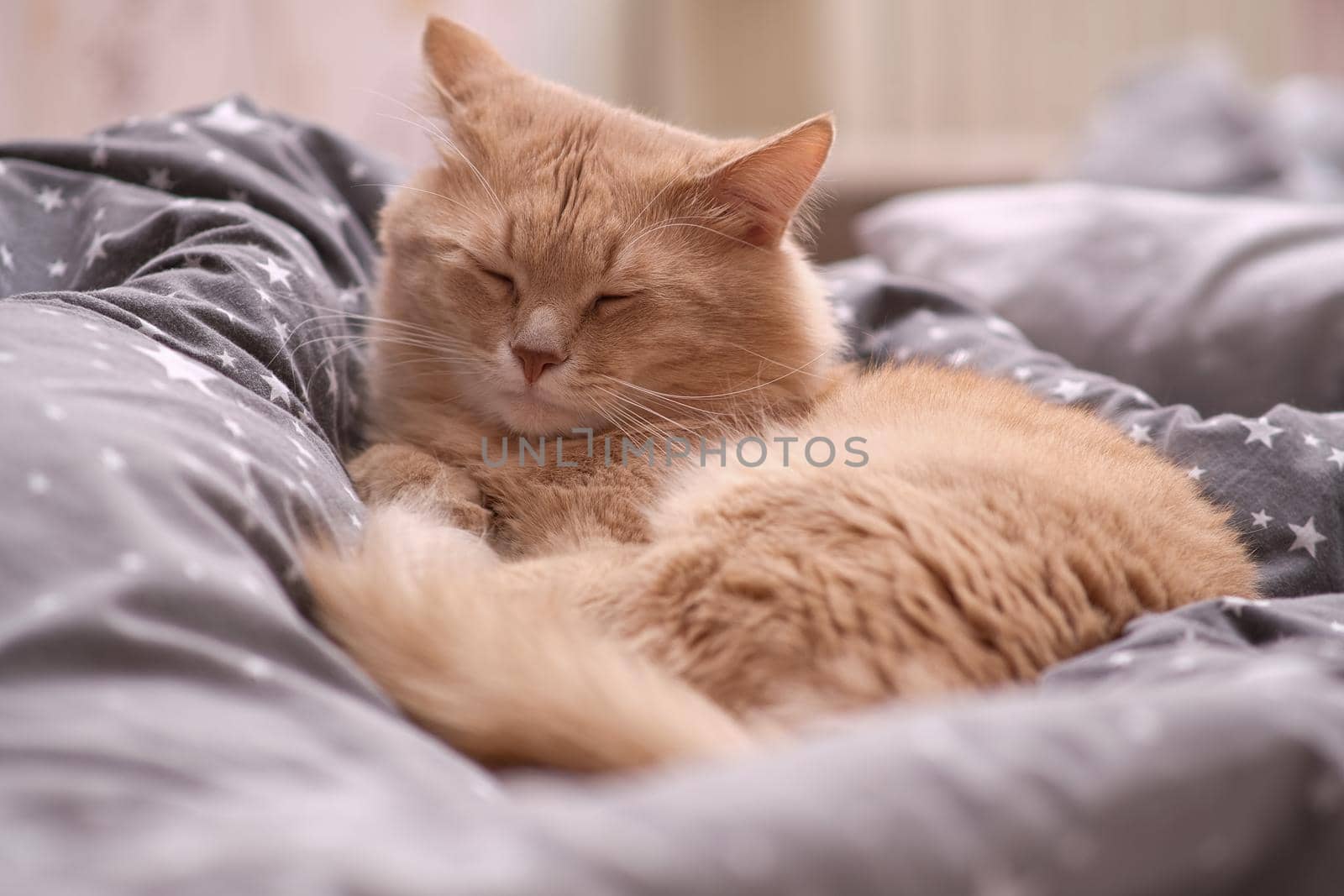 Fluffy ginger cat on a gray bedspread. Long-haired cat in the crib. Molting cats