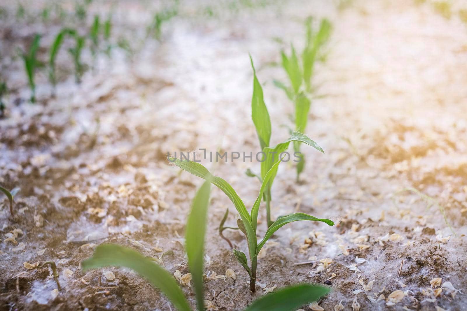 Young green corn growing on the field. Young Corn plants covered poplar fluff