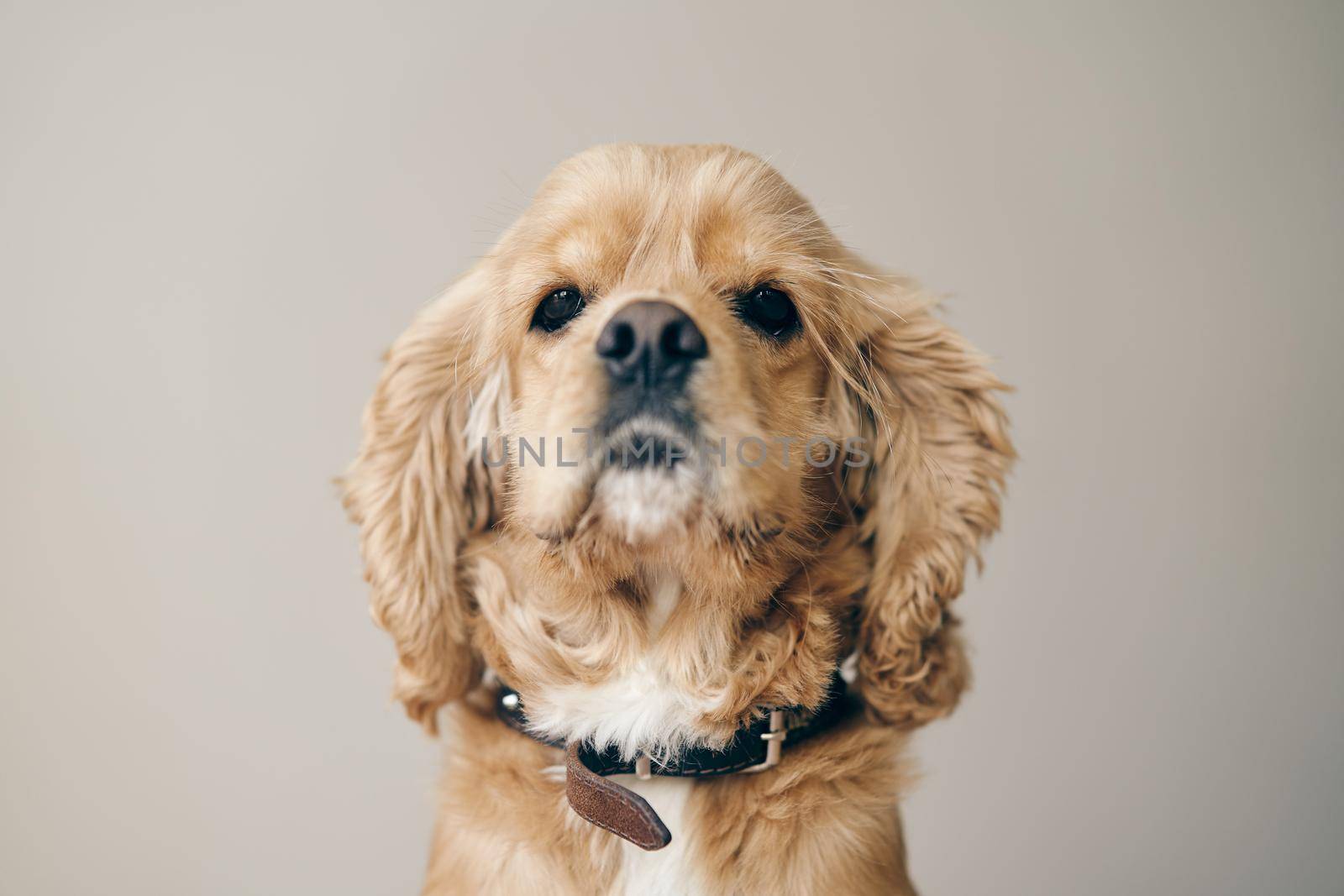 Fawn adult American Cocker Spaniel. Close-up. High-quality photo