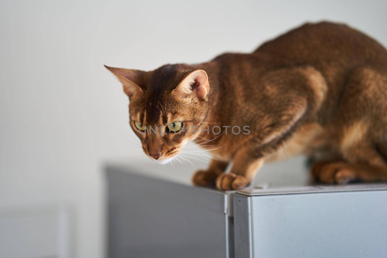 Beautiful cat Bengal breed is sitting on the surface. High quality photo