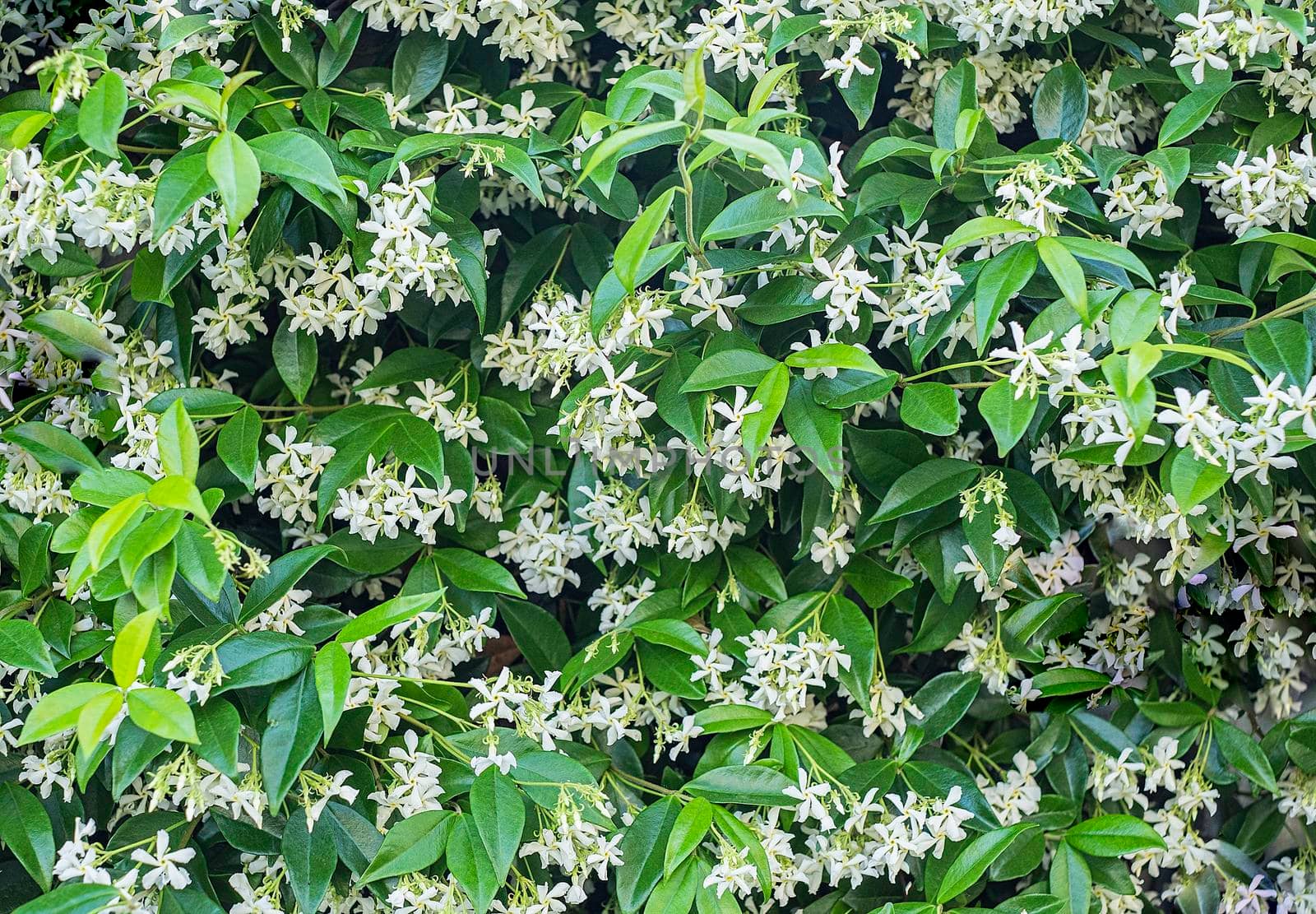 A wall of Star Jasmine flowers in bloom on a spring day. Background spring.