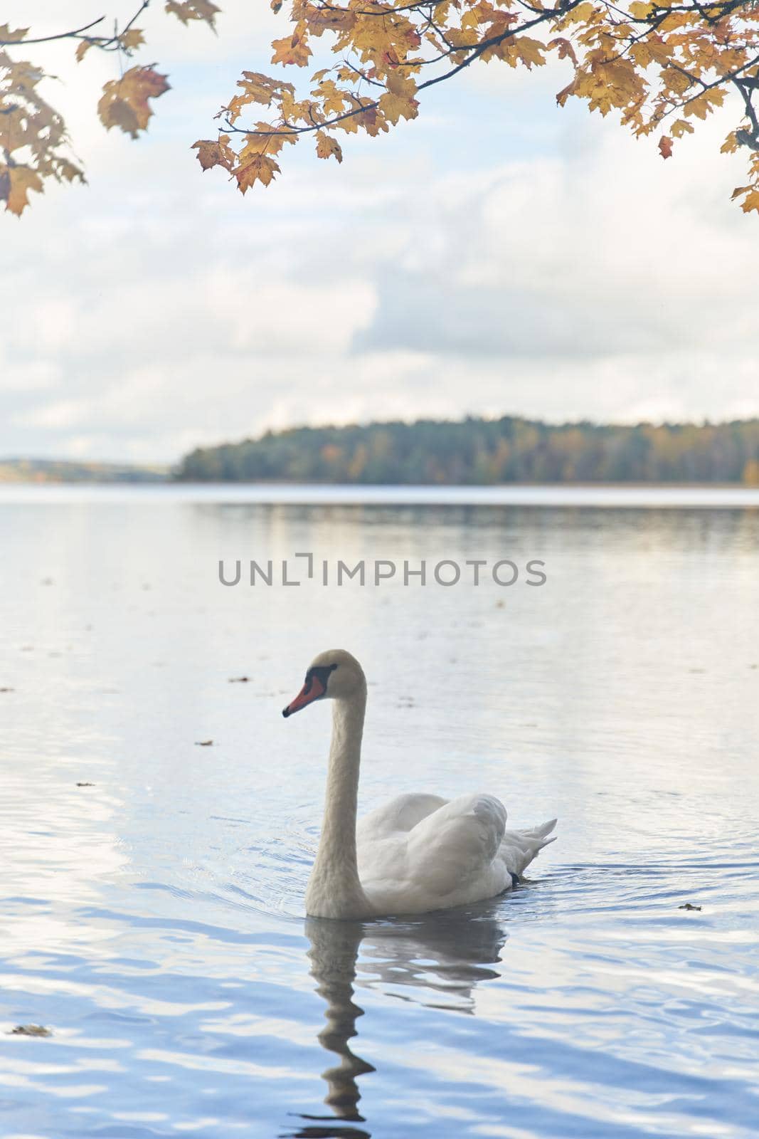 White swans swim in the lake. Kaliningrad region. by driver-s