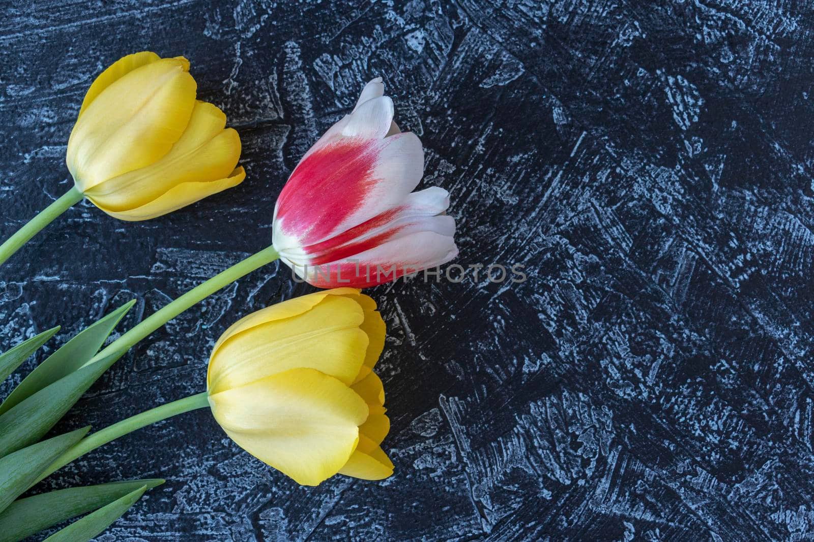 two yellow and one red tulips on a black textured table with space for text. floral background. summer background. flat lay. copy space