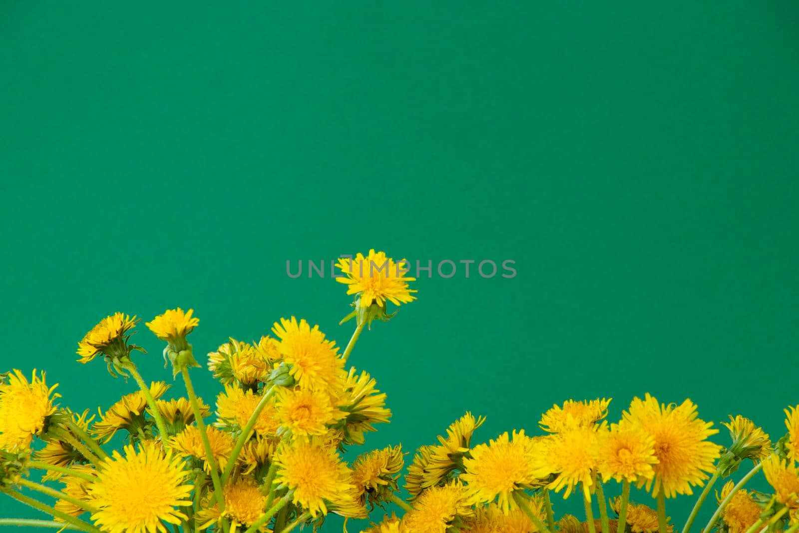 yellow dandelion flowers on a green background with space for your text. flat lay with floral and summer background. copy space. by Leoschka