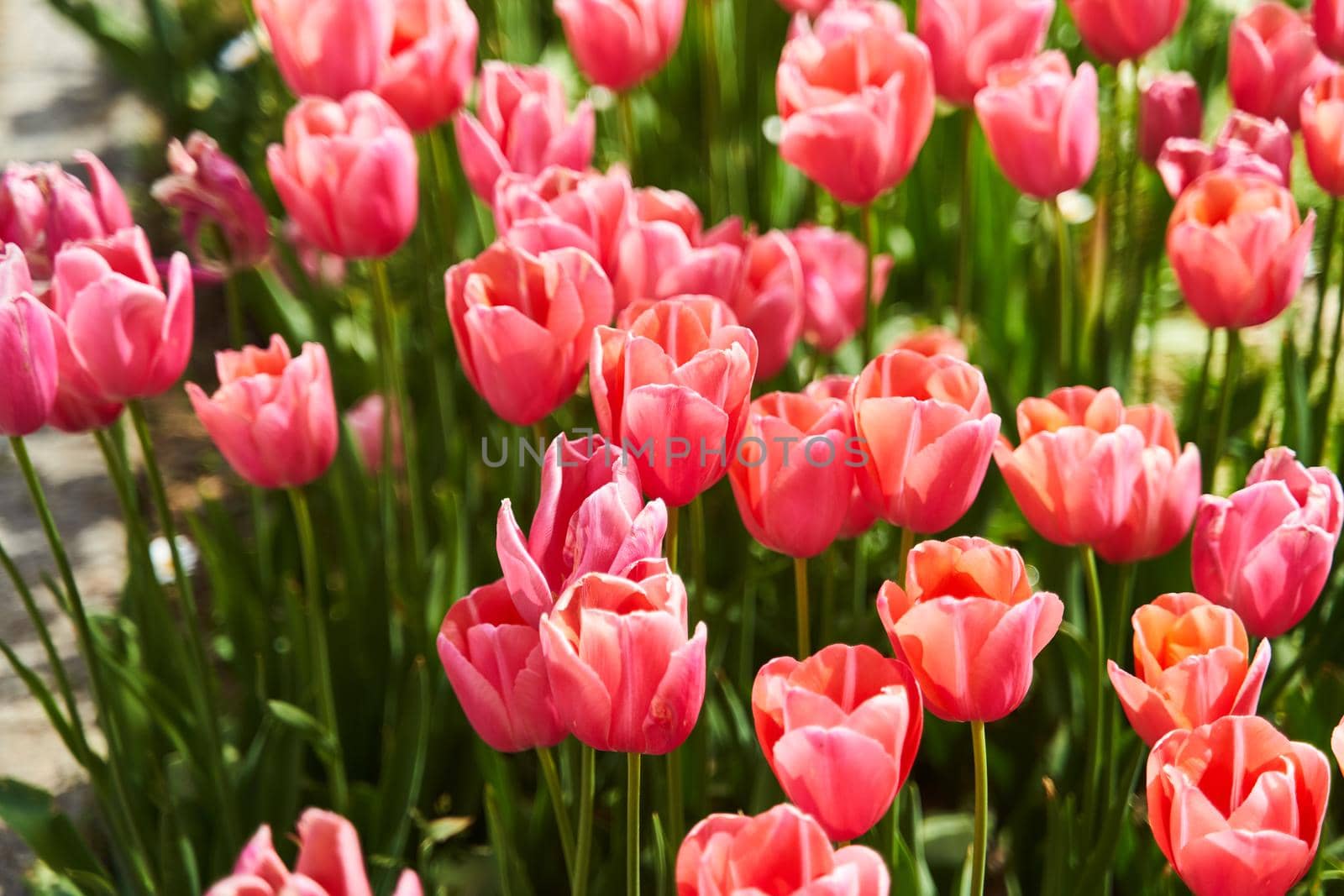 Red beautiful tulips field in spring time with sun rays. High quality photo