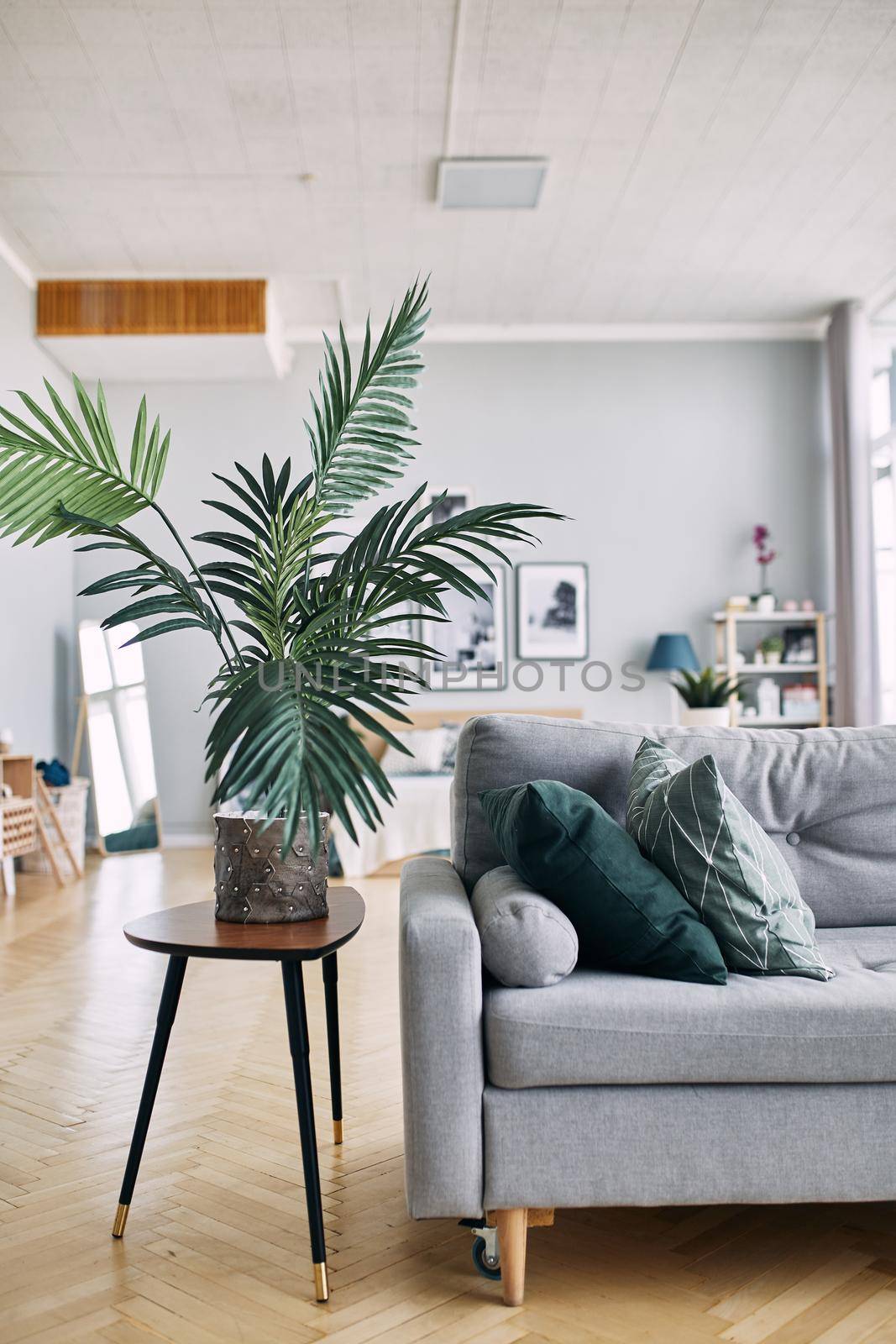 gray sofa and green plant in the interior. Real photo. Living room