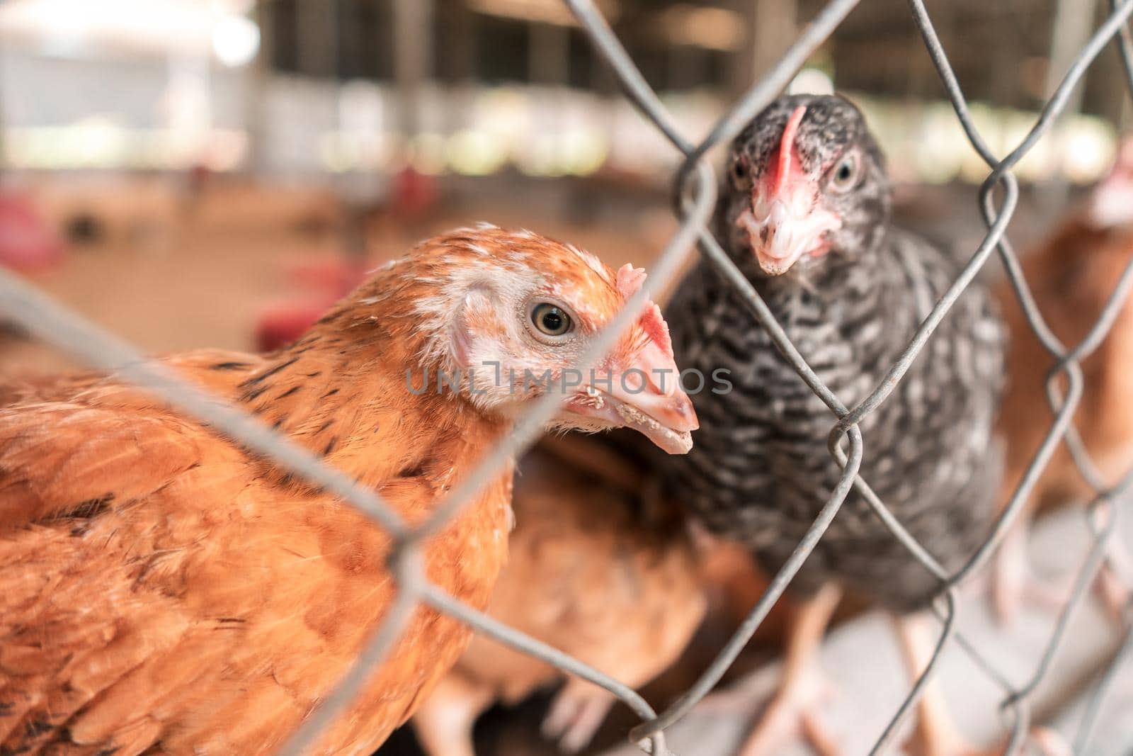 Creole chickens in a chicken coop in Matagalpa, Nicaragua. Poultry breeding concept for meat production in Latin America.