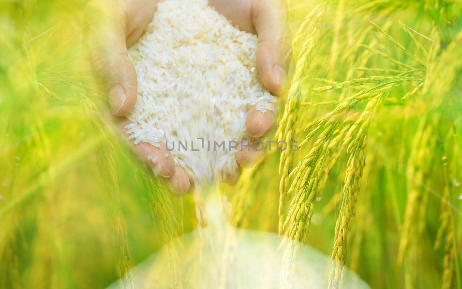 Woman hand holding rice and paddy field background. Rice price in the world market concept. World yield for rice. Zakat concept. Rice plantation. Organic farm. Staple food in Asia. Plant cultivation. 