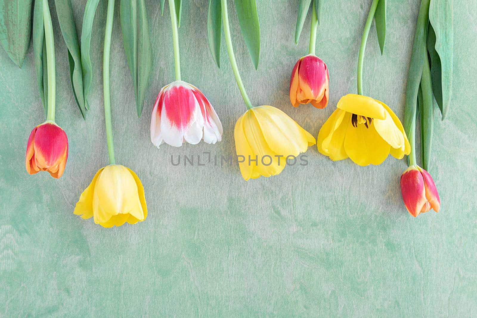 flat lay with many colorful tulips on a green wooden table with space for text. floral and summer background by Leoschka