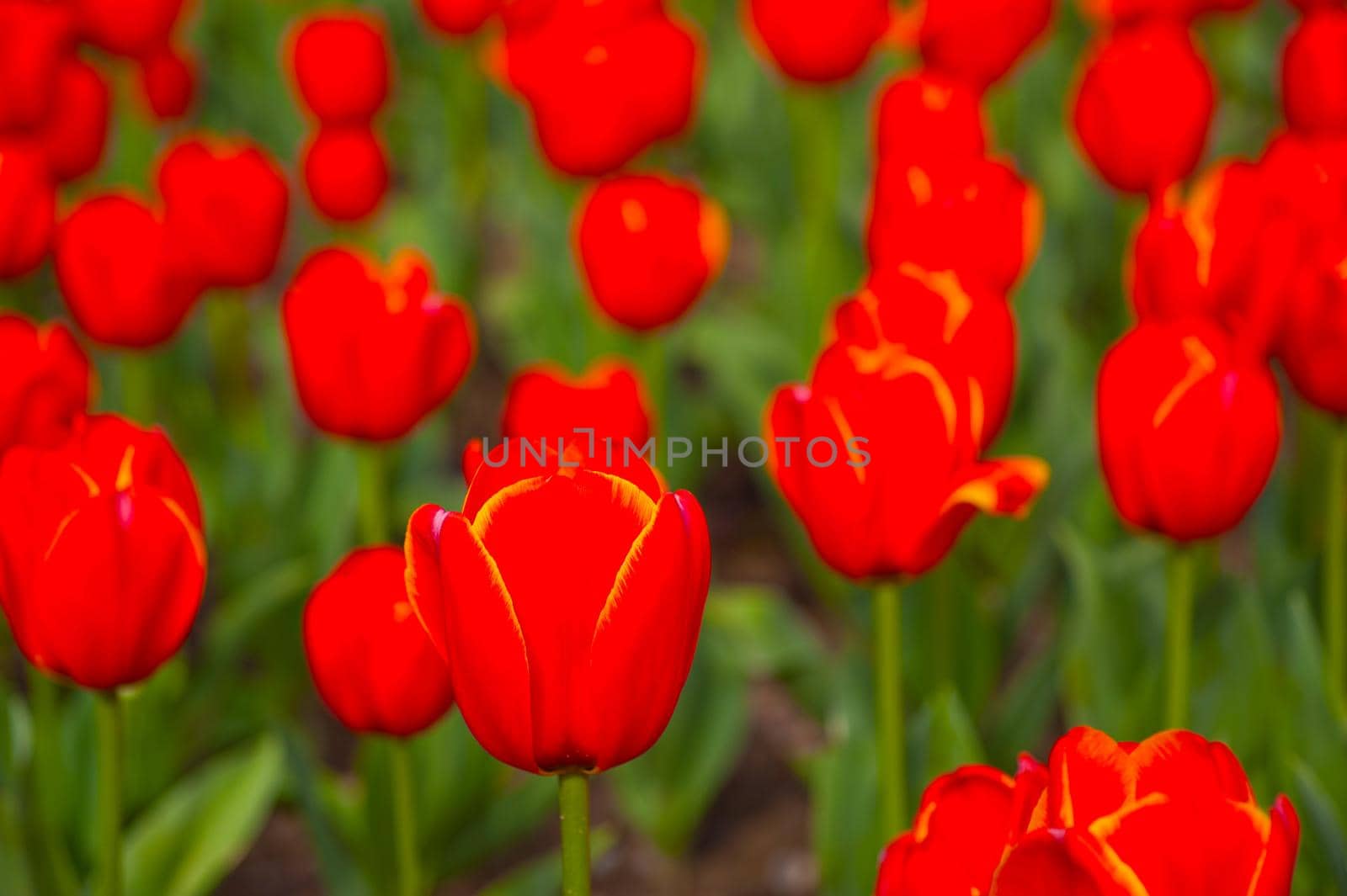 colorful tulips field  by keko64