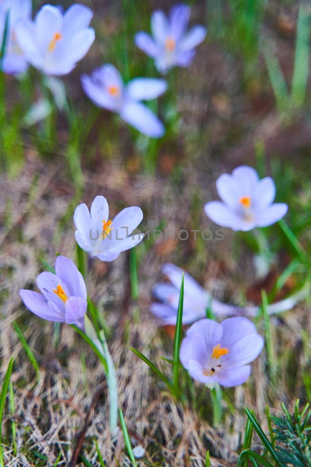 Violet snowdrops in the spring forest close-up. The first spring purple snowdrops bloom in the grass. High quality photo