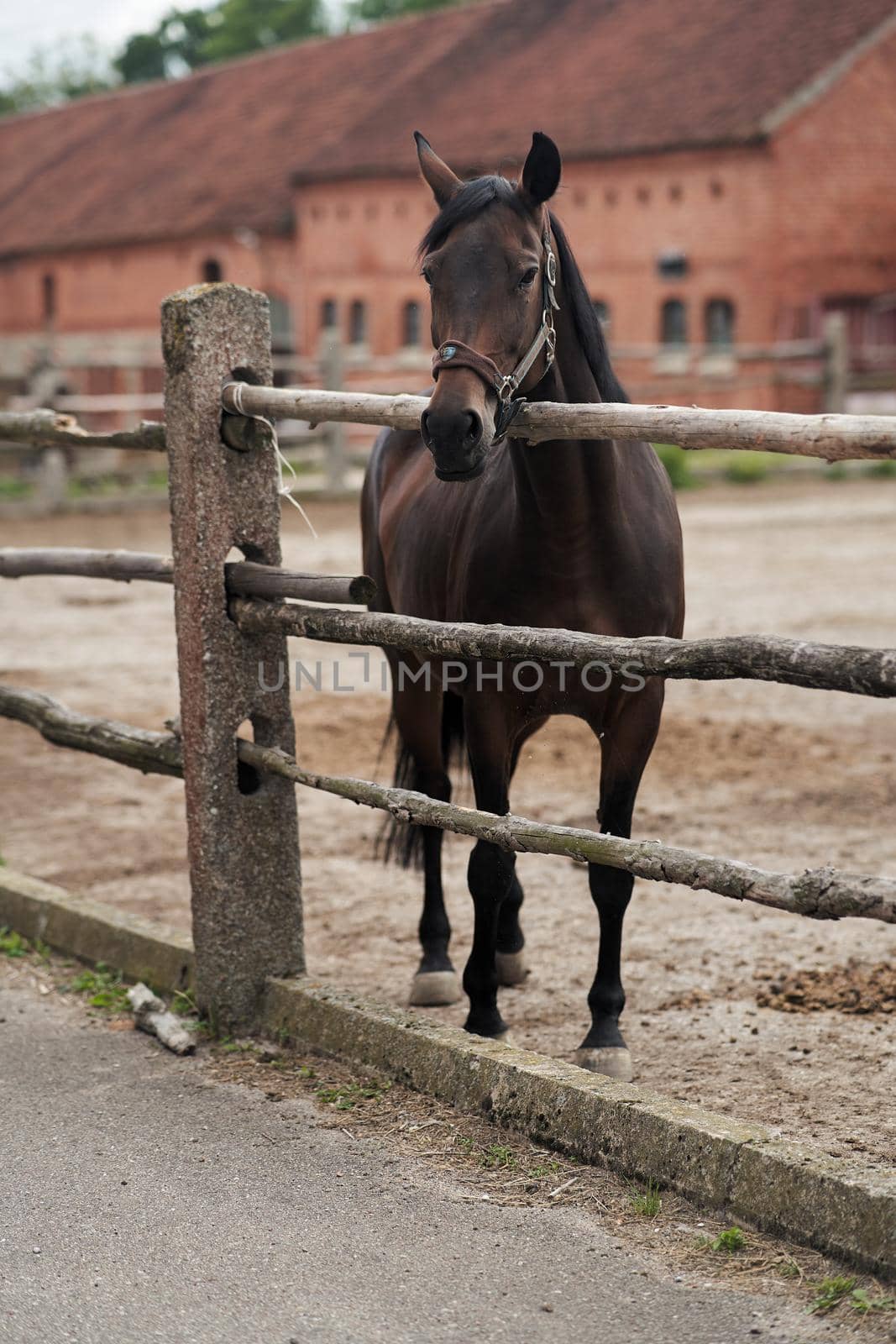 Adult brown horse in the paddock at the stud farm. High-quality photo