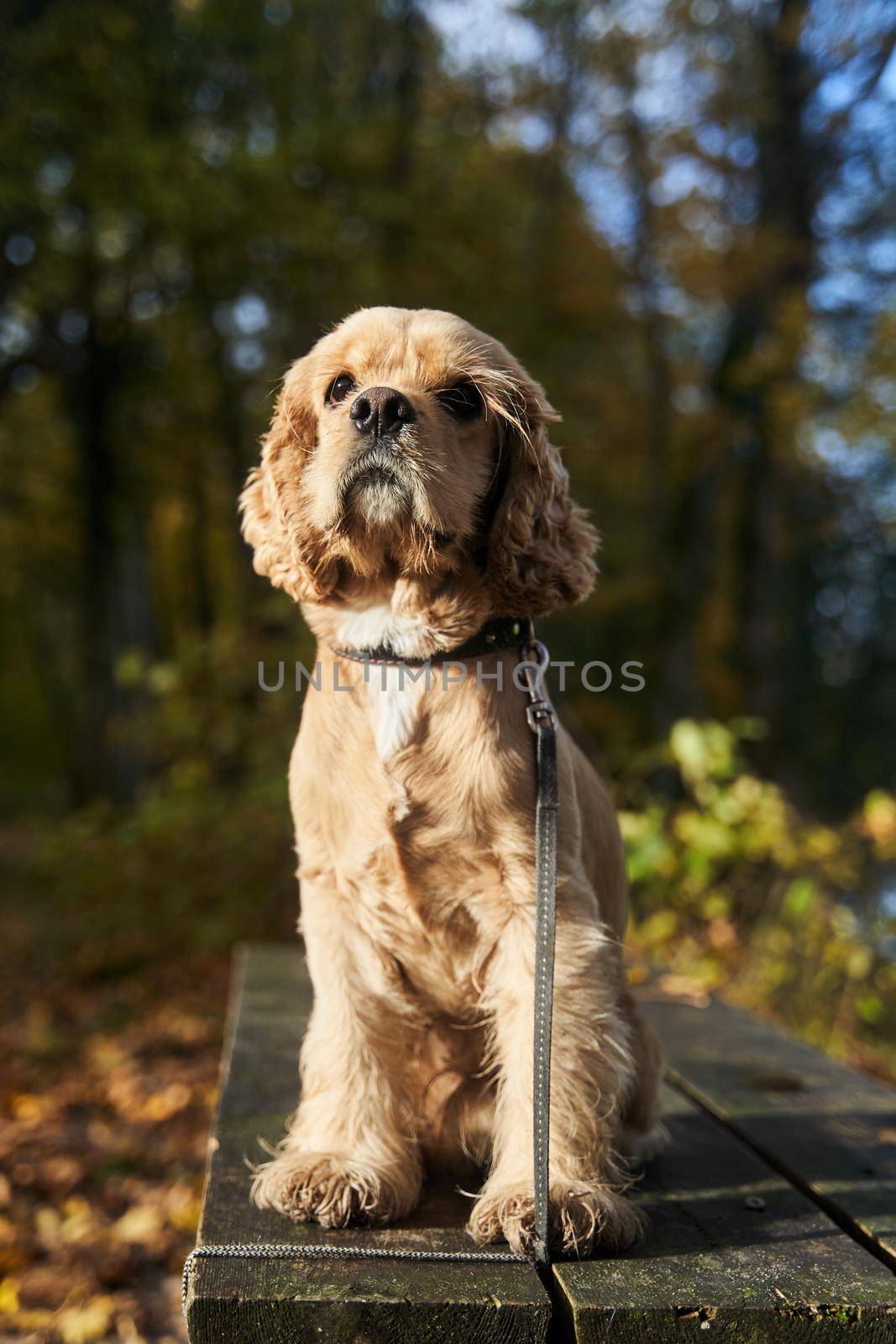 The American spaniel sits on a wooden bench. A hunting dog in the forest. High-quality photo