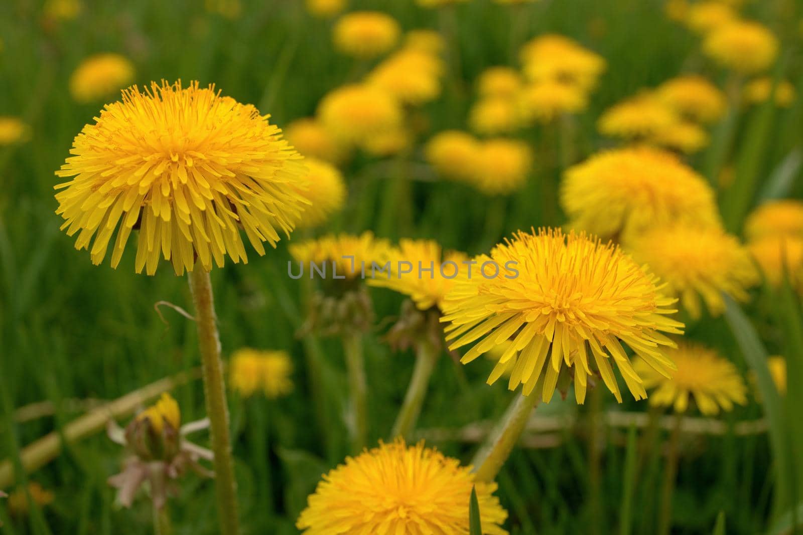 Low angle Close up of Dandelion Flowers or Weeds Growing in Grass in Spring by markvandam
