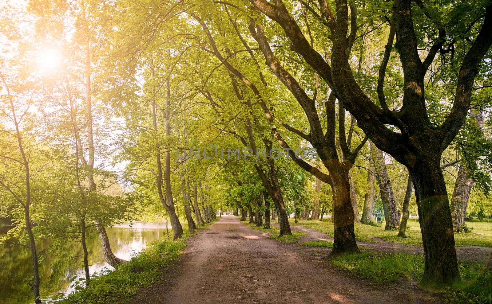 Park with a path and rows of old trees. Park Alley in the sunset. High quality photo