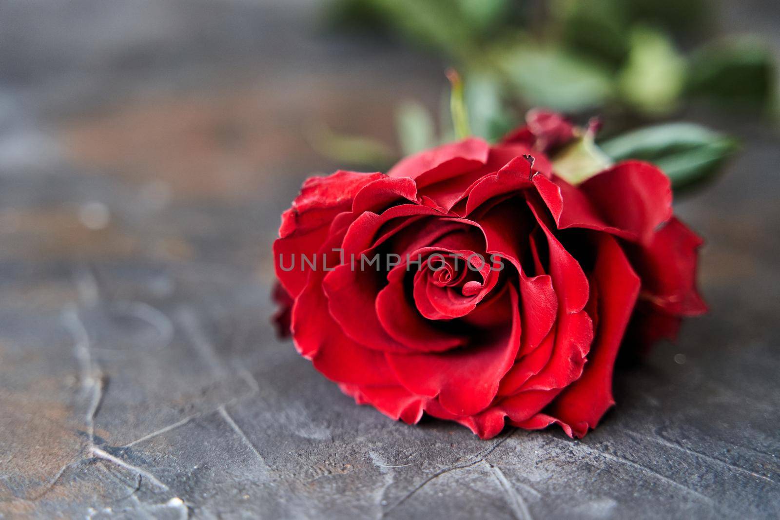 Red rose on dark background. The place for text. Copy space. High-quality photo