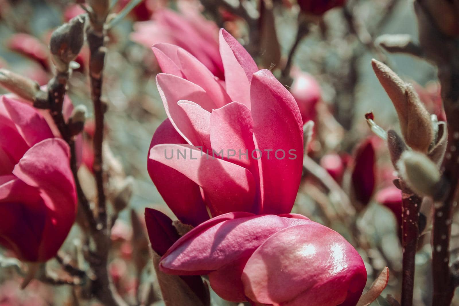 Magnolia flower bloom on background of blurry Magnolia flowers on Magnolia tree. by JuliaDorian