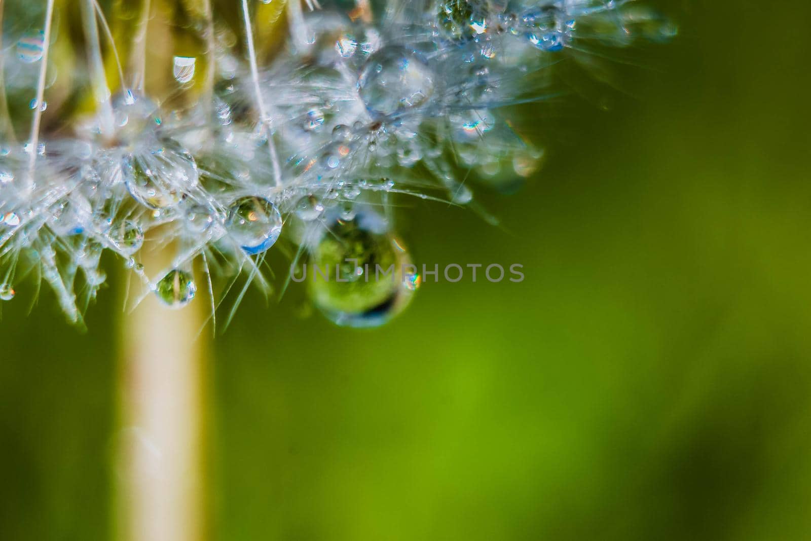 Close up of dandelion with water drops. Morning water dew. Selective focus. by JuliaDorian
