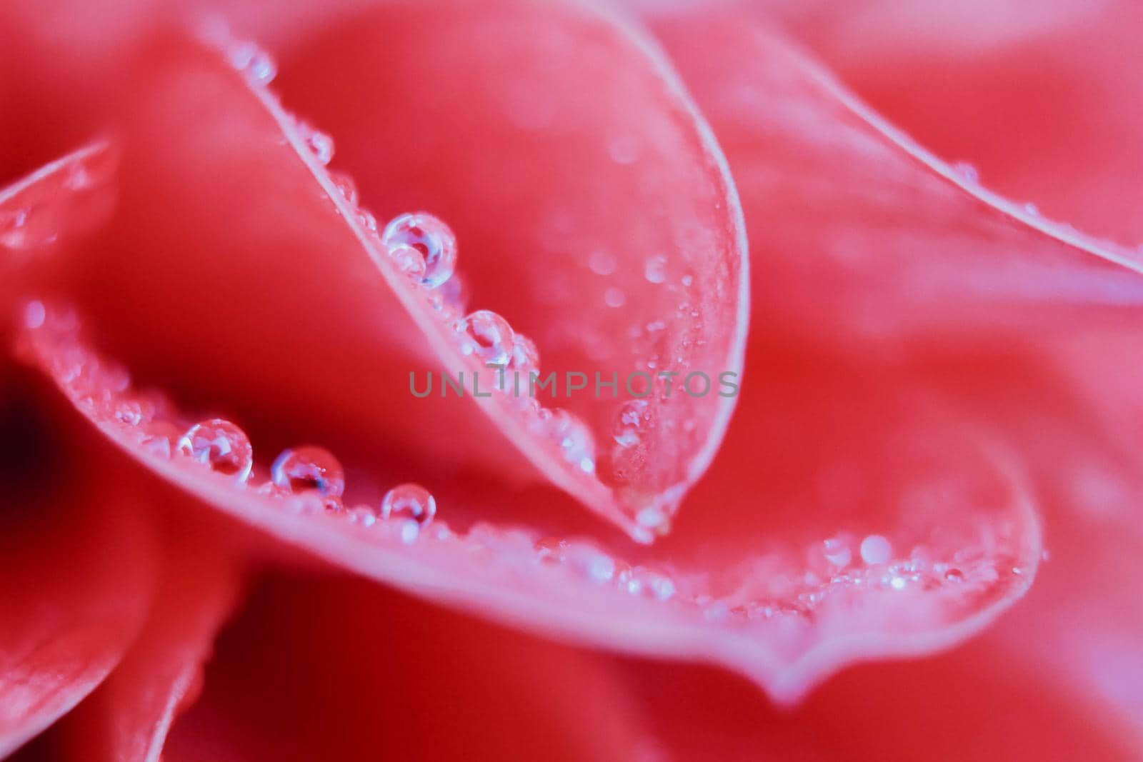 Close-up of flower petal with water drops. Morning water dew. Selective focus.