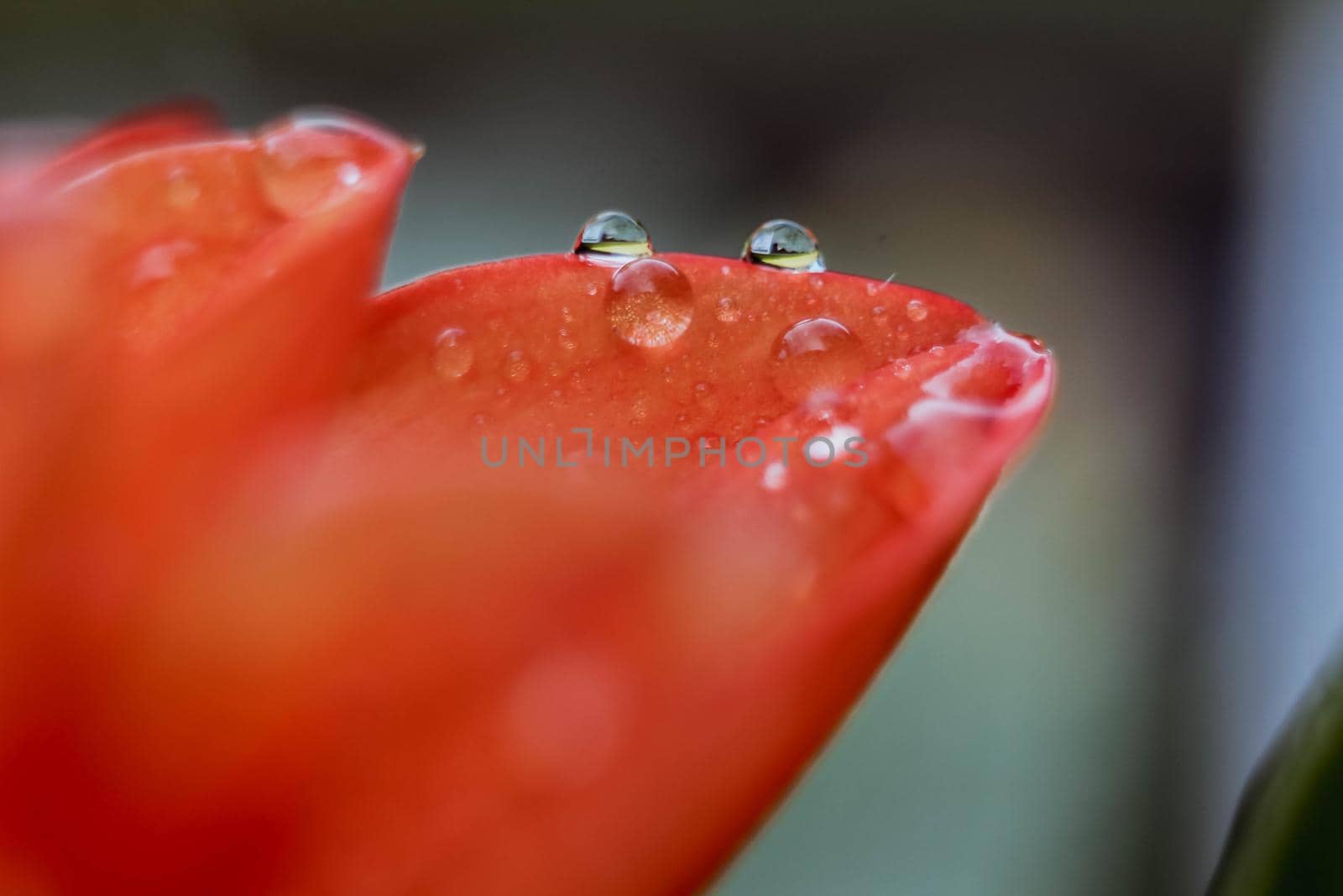 Close-up of flower petal with water drops. Morning water dew. Selective focus.
