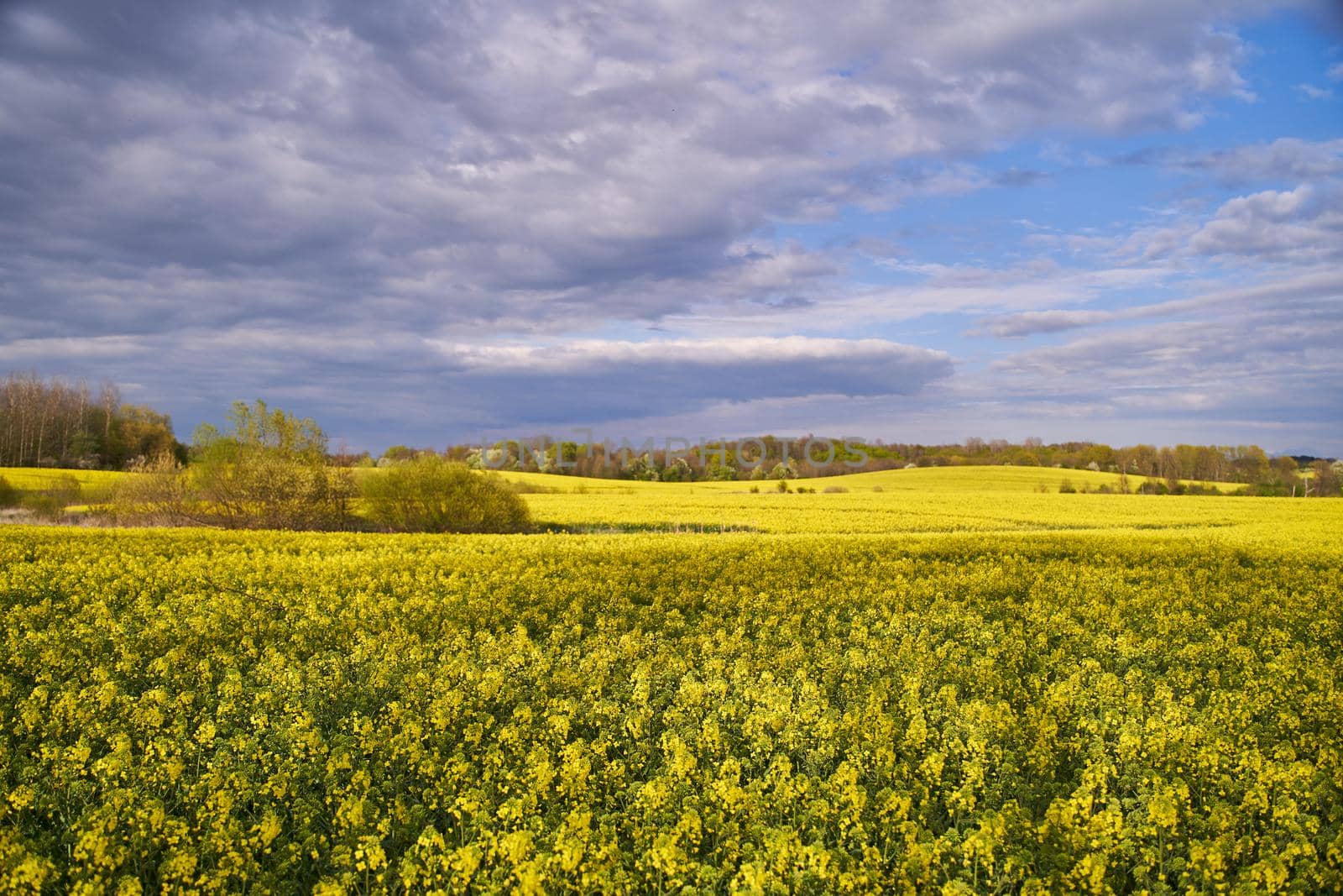 Yellow rapeseed flowers. Landscape with yellow rapeseed flowers