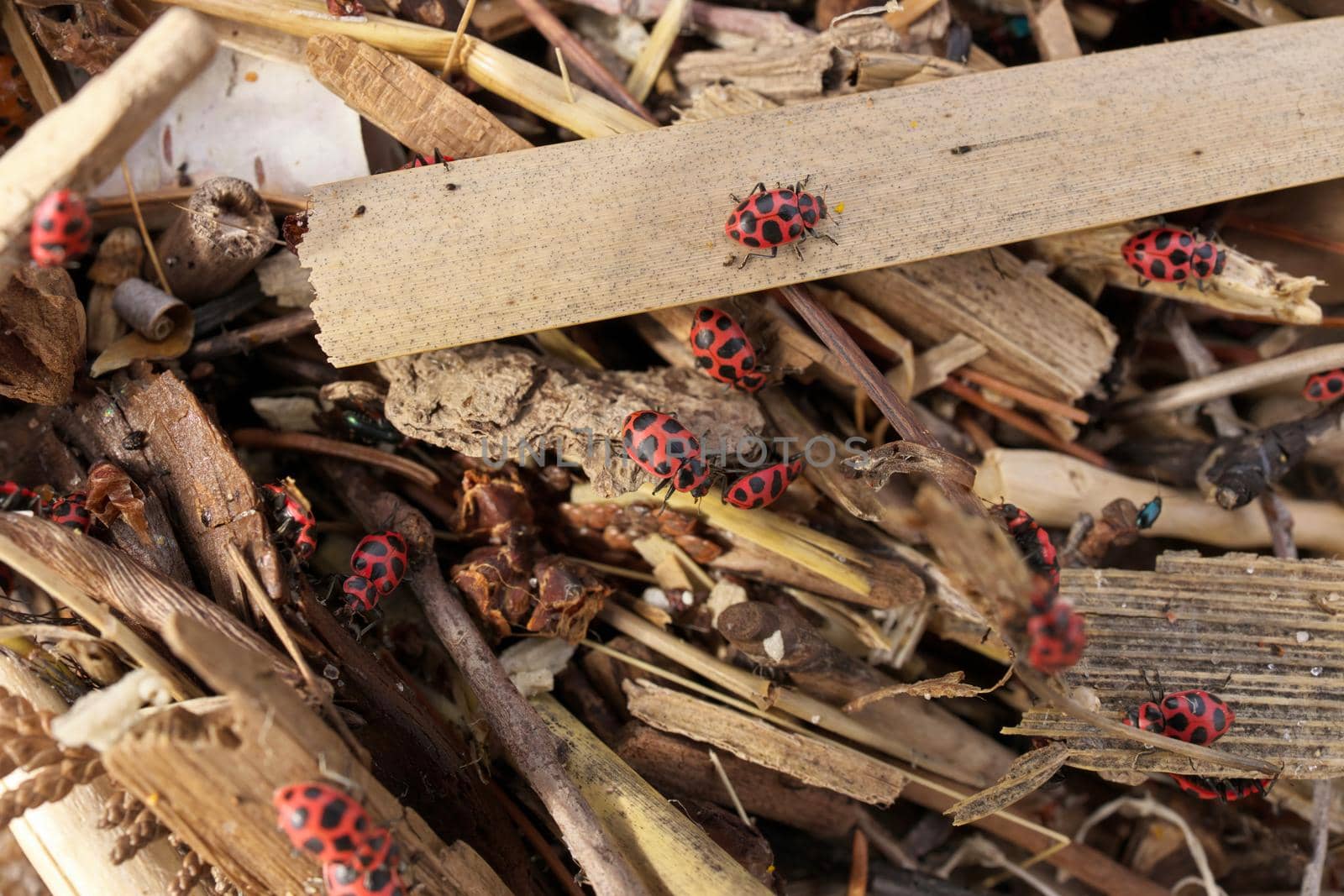 Macro Close up of Large Number of Ladybugs and Beetles Gather in Spring on Organic Debris on the Beach. High Quality Photo.