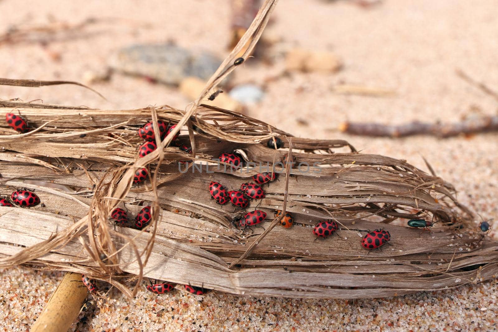 Close Up of Large Number of Ladybugs and Beetles Gather in Spring on Organic Debris on the Beach by markvandam