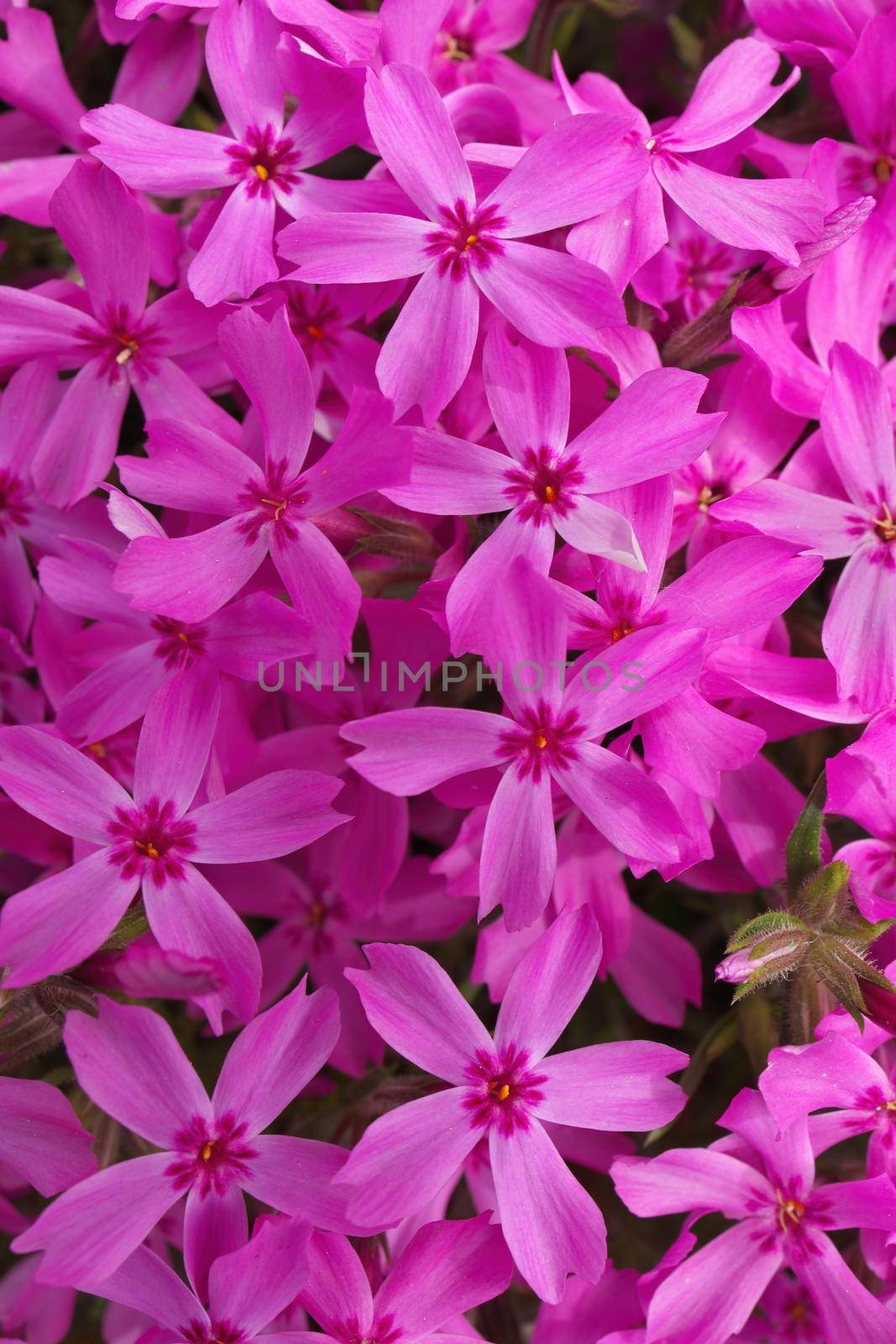 Full Frame Macro Close up of Beautiful PinkPhlox Subulata, Moss Phlox, or Creeping Phlox. High quality photo