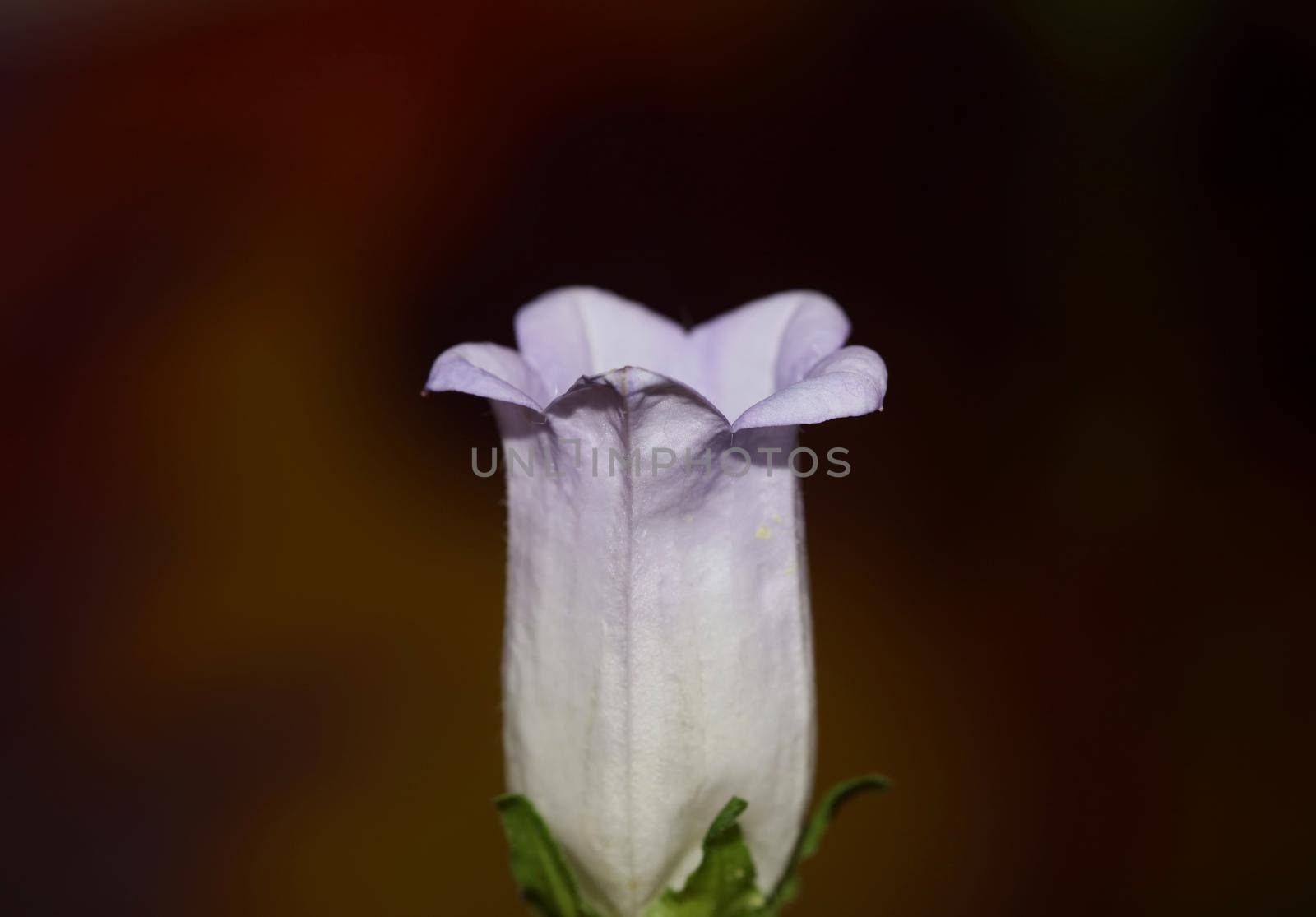 Flower blossom close up Campanula medium family campanulaceae high quality big size print shop wall posters home decor natural plants