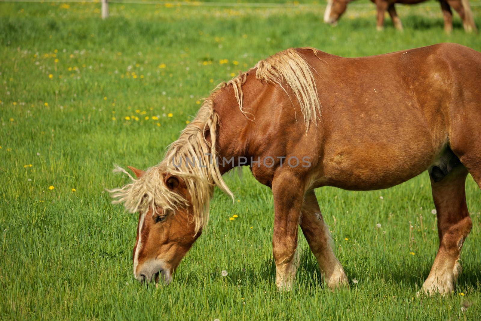 A Male Flaxen Chestnut Horse Stallion Colt Grazing in a Pasture Meadow on a Sunny Day by markvandam