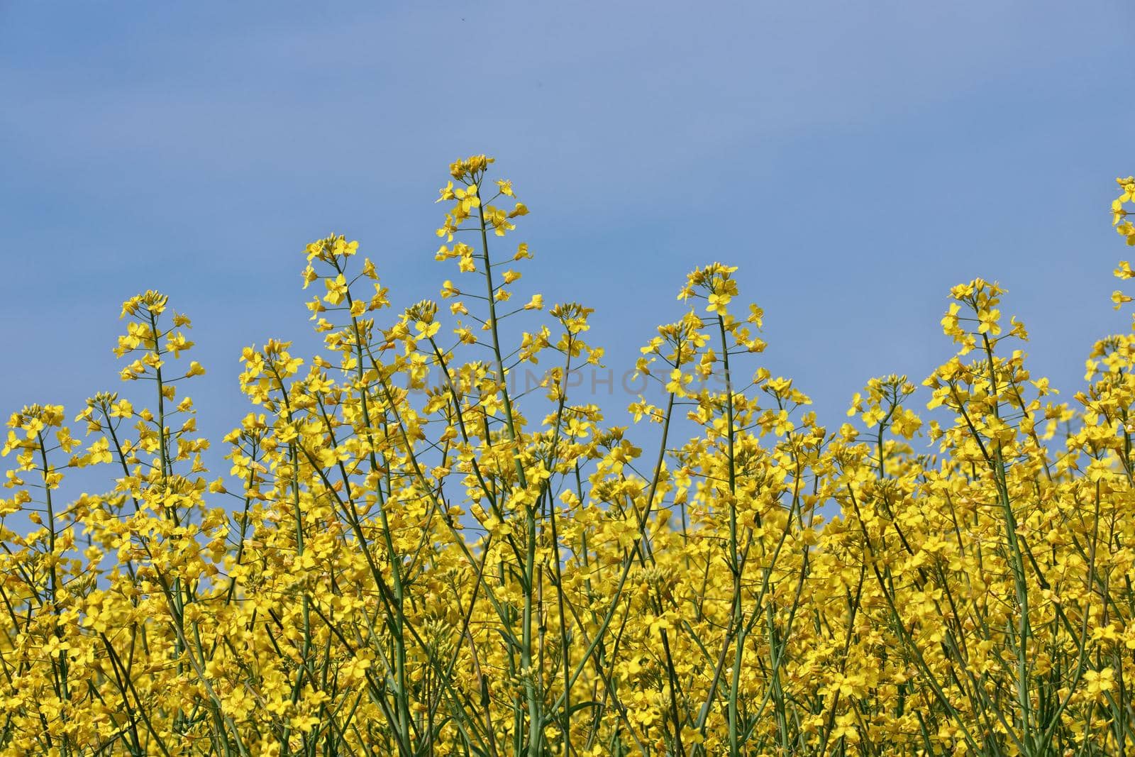 Close up of Yellow Canola Flowers in a Farm Field Against a Sunny Blue Sky by markvandam