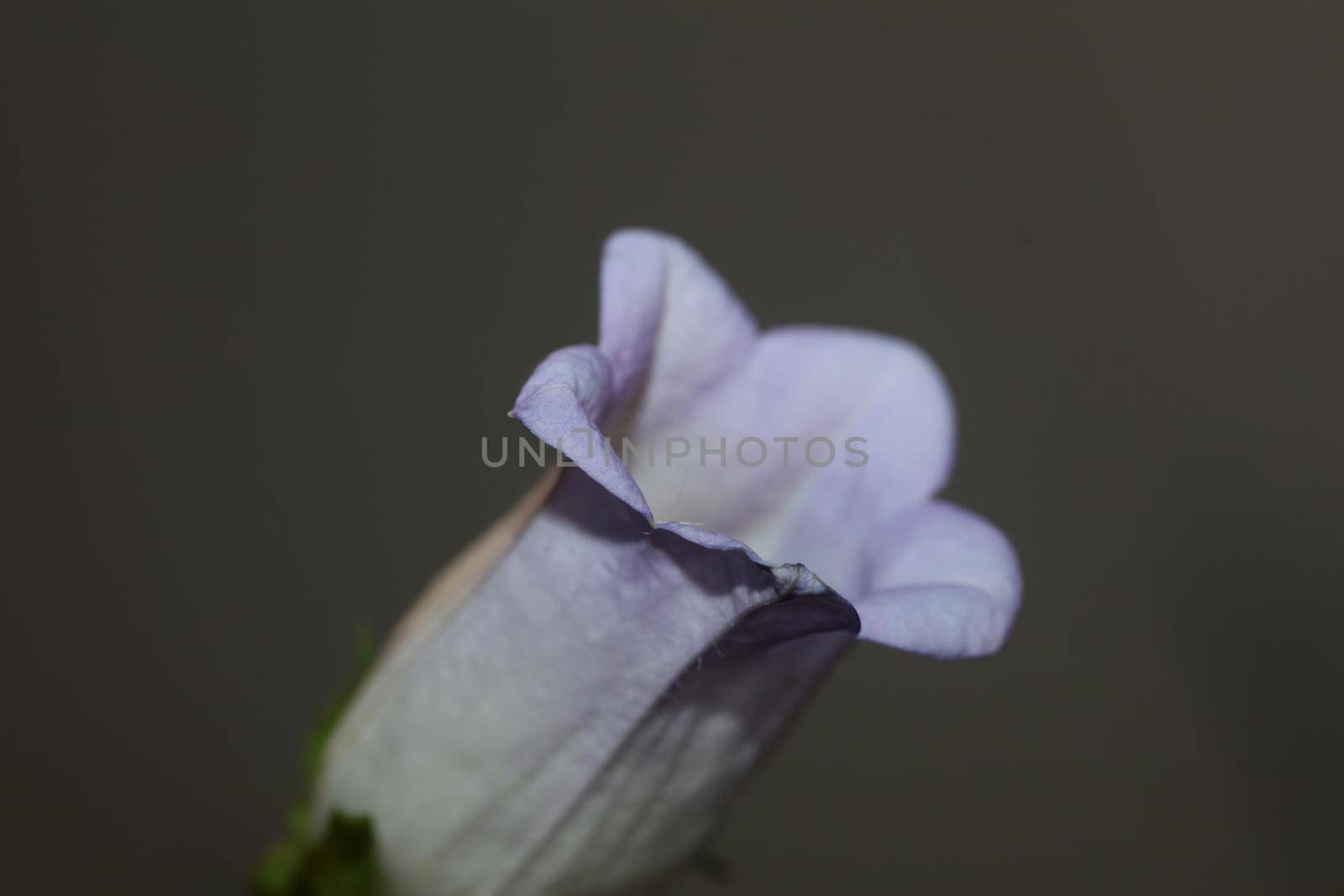 Flower blossom close up Campanula medium family campanulaceae high quality big size print shop wall posters home decor natural plants