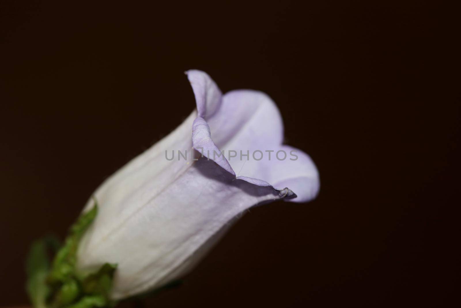 Flower blossom close up Campanula medium family campanulaceae high quality big size print shop wall posters home decor natural plants