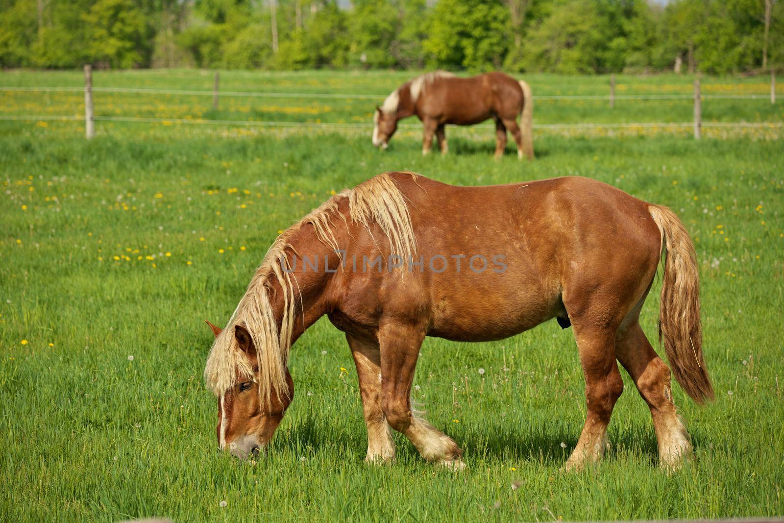 A Male Flaxen Chestnut Horse Stallion Colt Grazing in a Pasture Meadow on a Sunny Day by markvandam