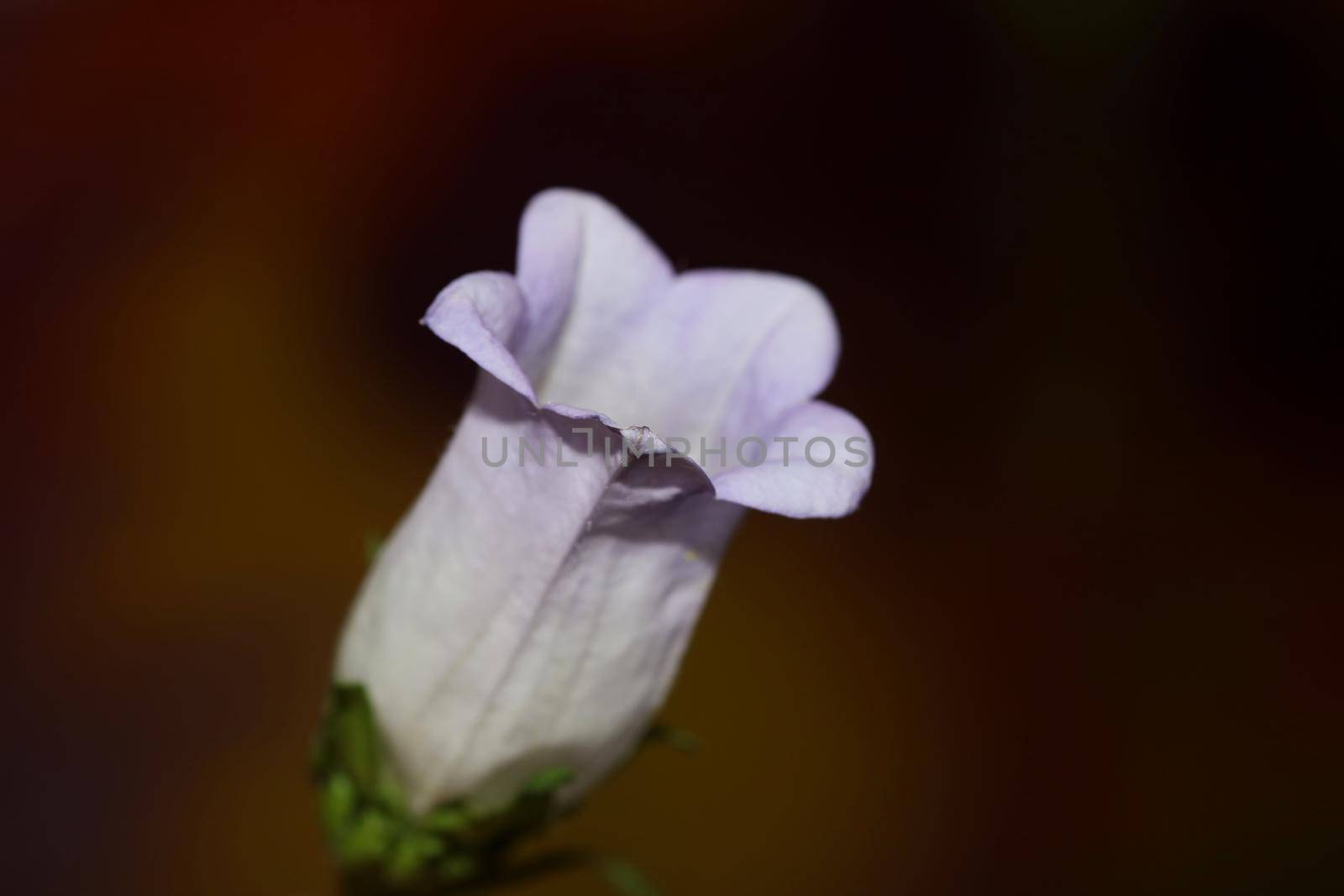 Flower blossom close up Campanula medium family campanulaceae high quality big size print shop wall posters home decor natural plants