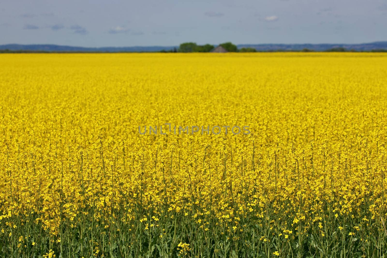 Wide Shot of Canola Field or Rapeseed Farm on a Breezy and Sunny Day with Distant Barn in Background. Plenty of copy space. High quality photo.