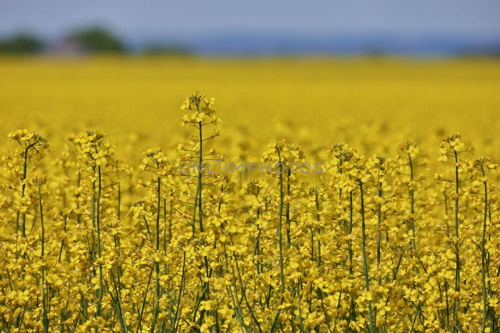 Close up of Yellow Canola Flowers in a Farm Field Against a Sunny Blue Sky. High quality photo.