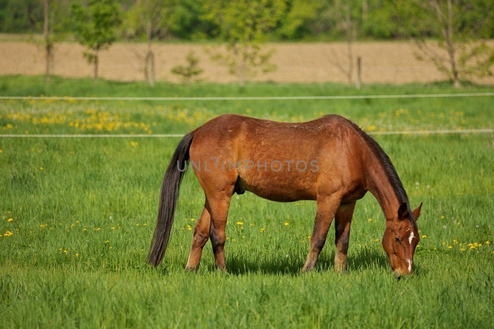 A Male Brown Stallion Horse with White Spot Point Mark Point on Head Grazes in a Green Pasture by markvandam