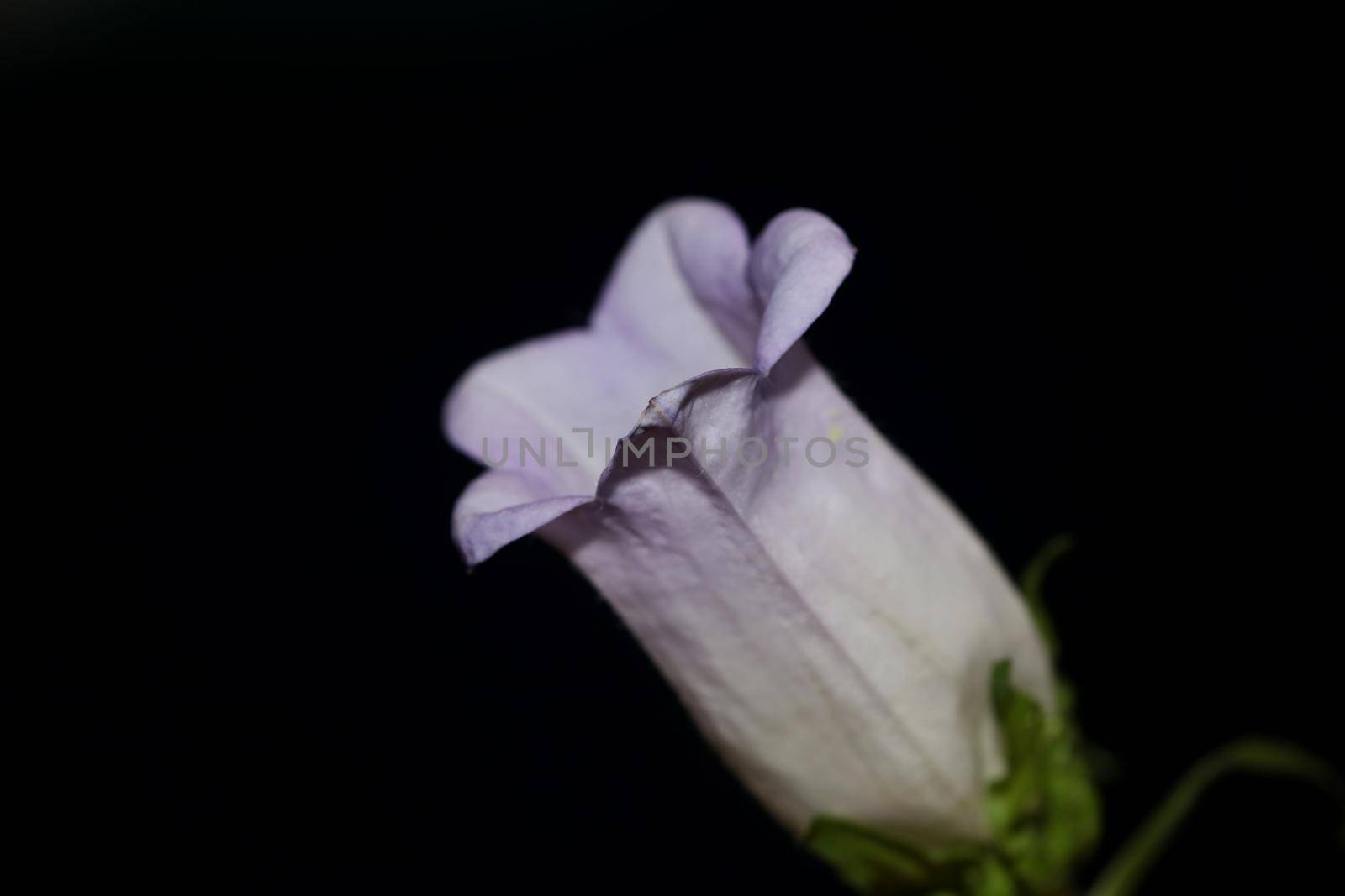 Flower blossom close up Campanula medium family campanulaceae high quality big size print shop wall posters home decor natural plants