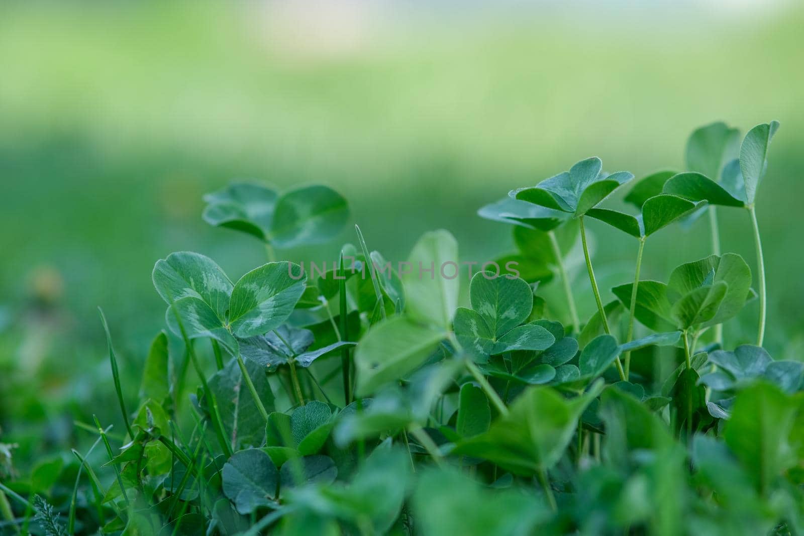 Texture of green grass. Background from clover. Lush grass background from clover.