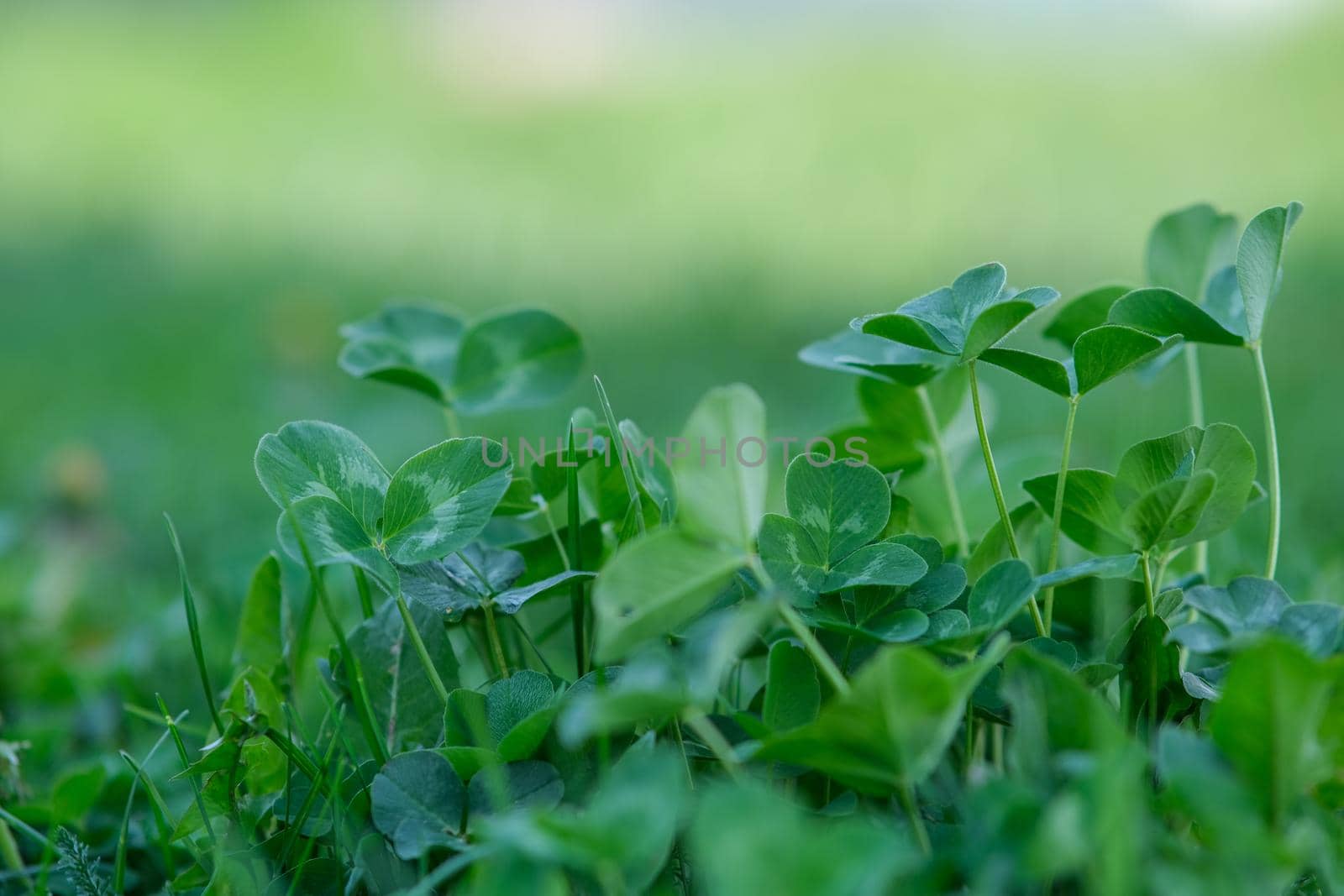 Texture of green grass. Background from clover. by N_Design