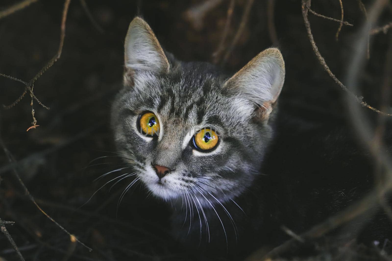 Closeup adorable shorthair striped gray cat with gold eyes outdoor